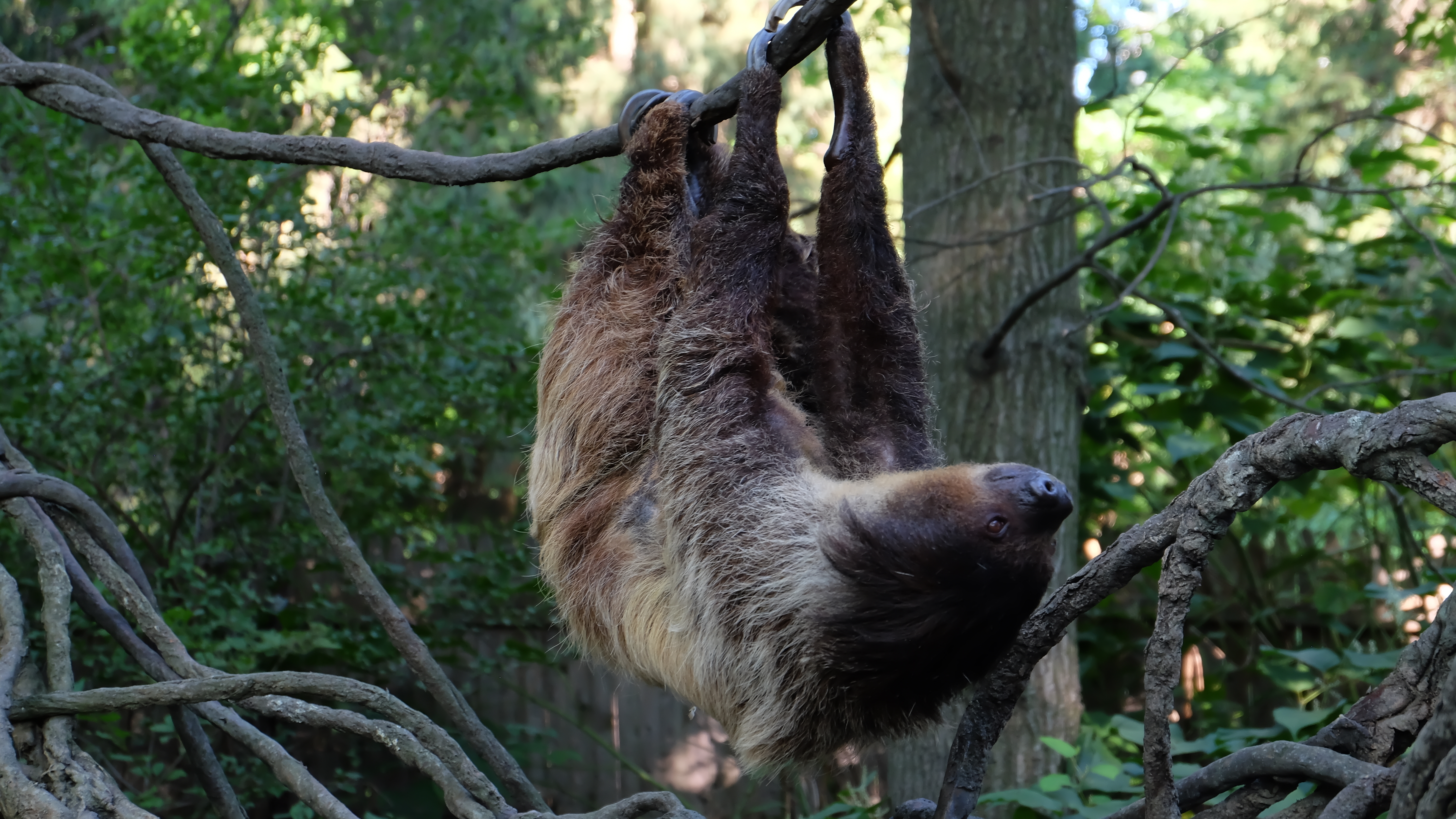 Baby Bunnies, Big World