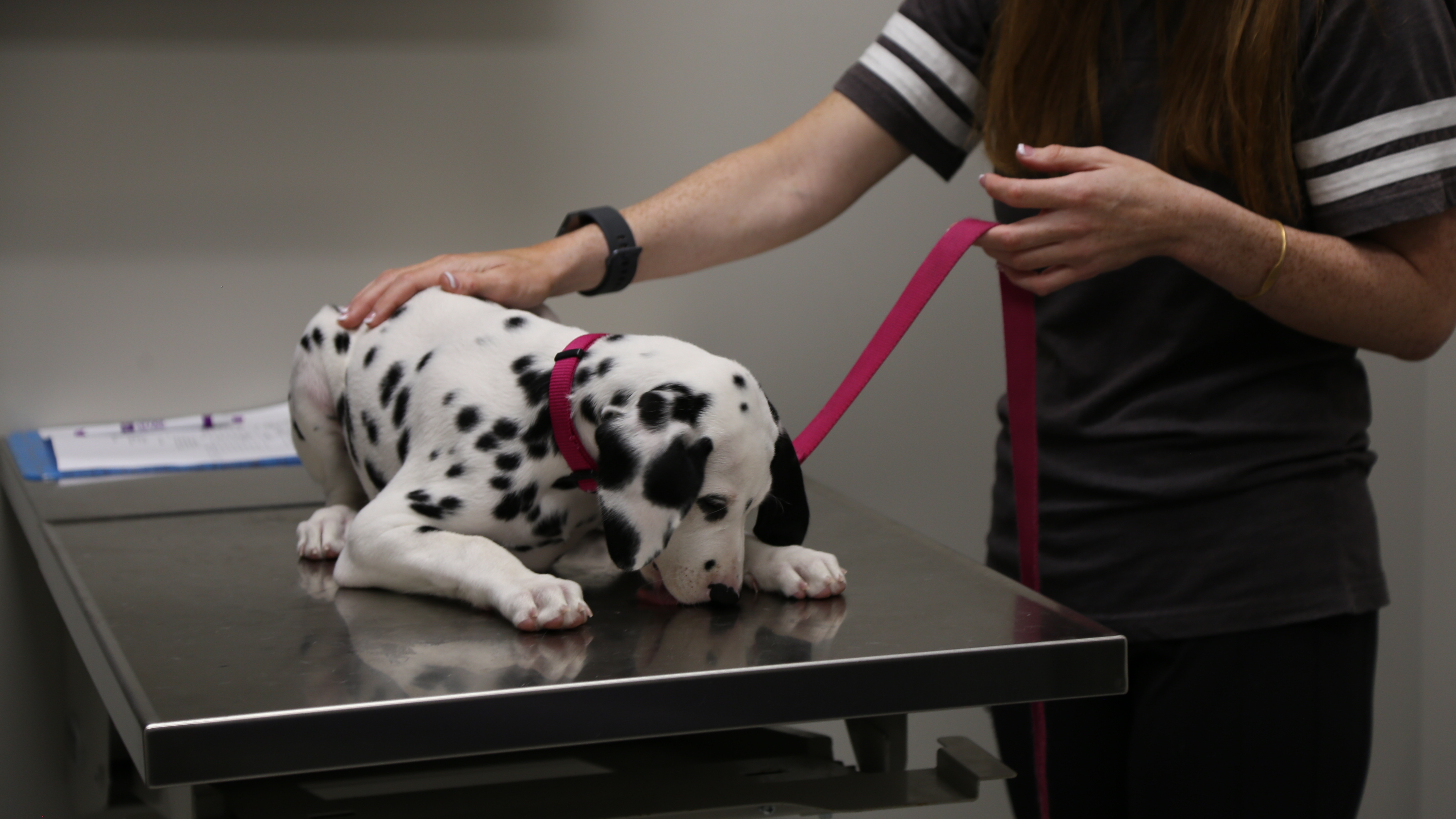 The Vet Life The Pig Whisperers