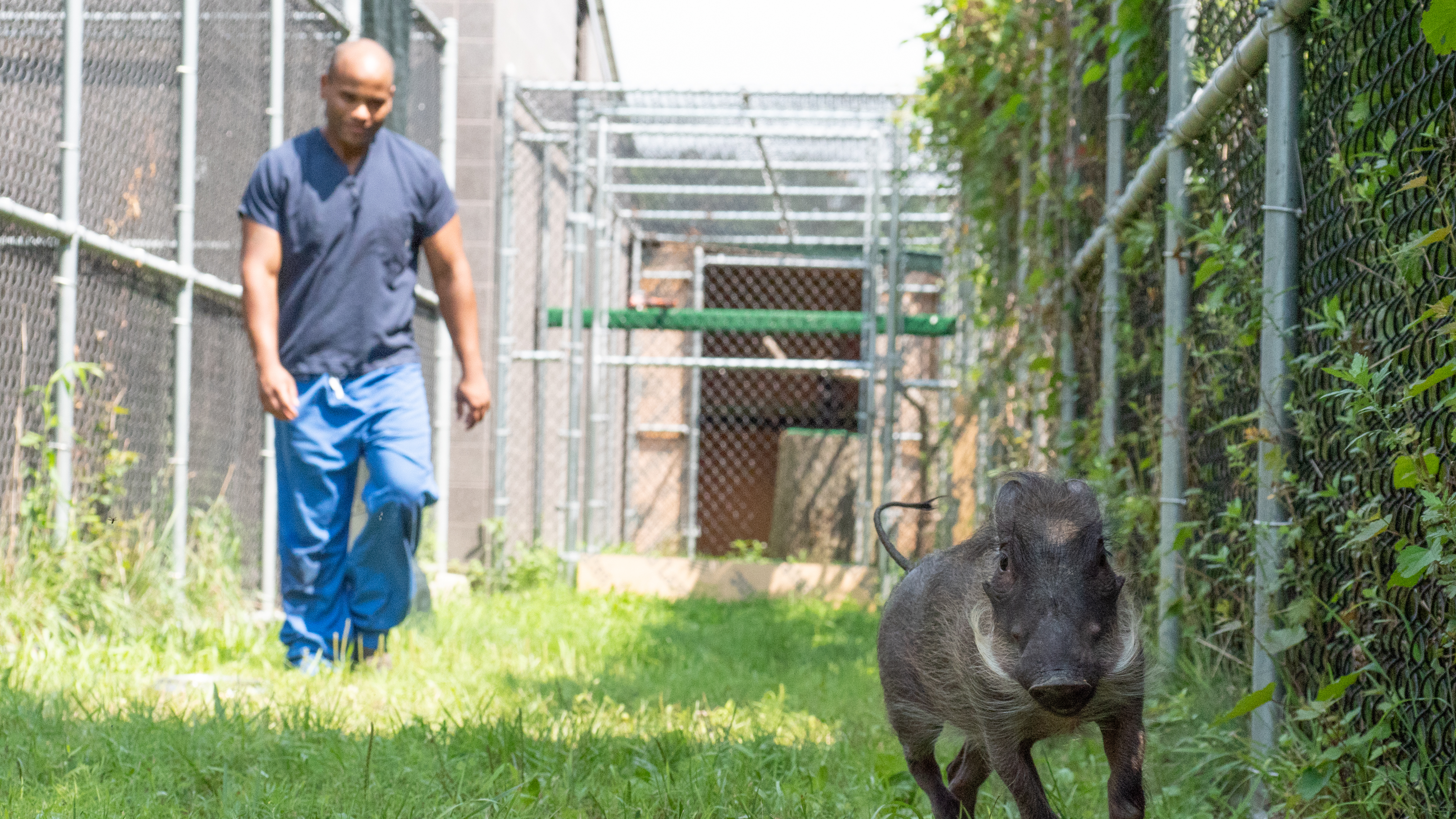 A Warthog Named Peaches