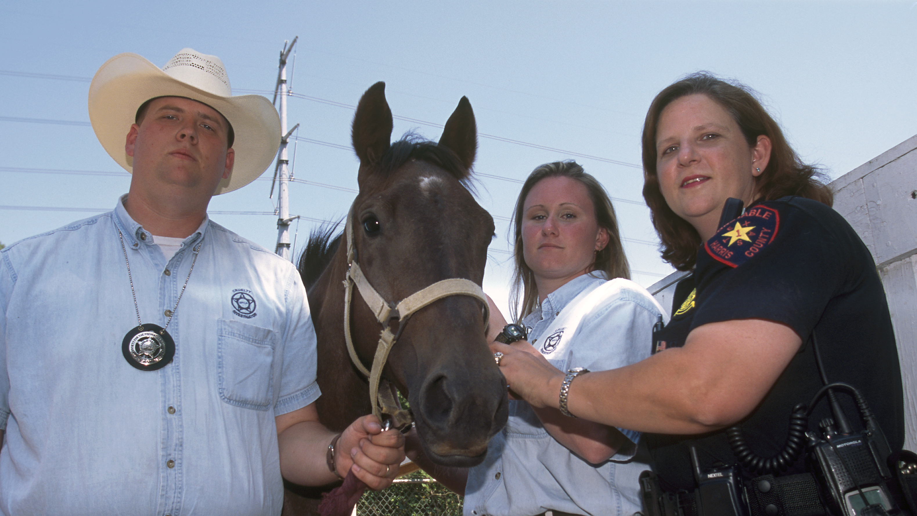 Little Colt that Could