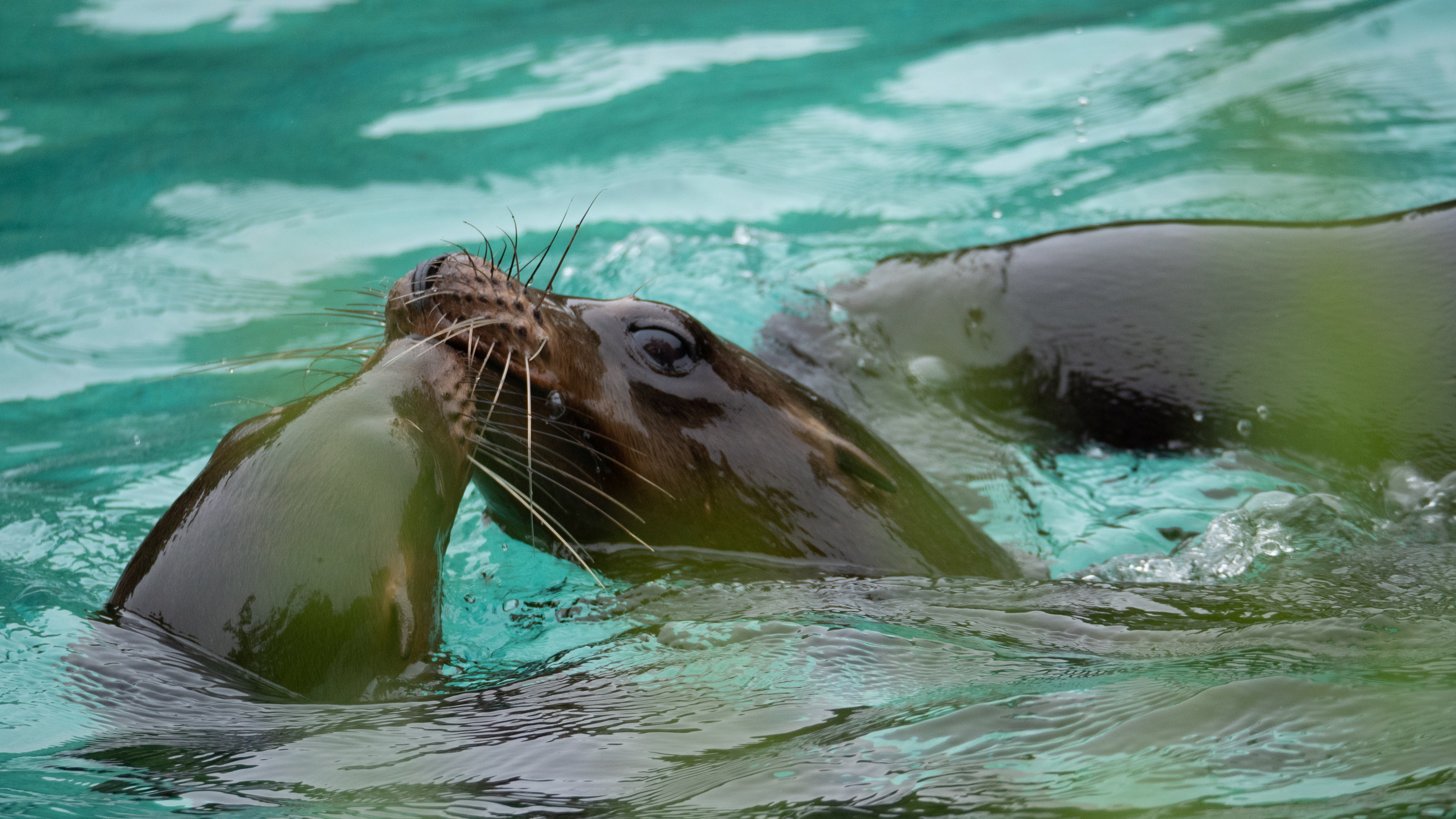 A Sea Lion Pup Grows Up