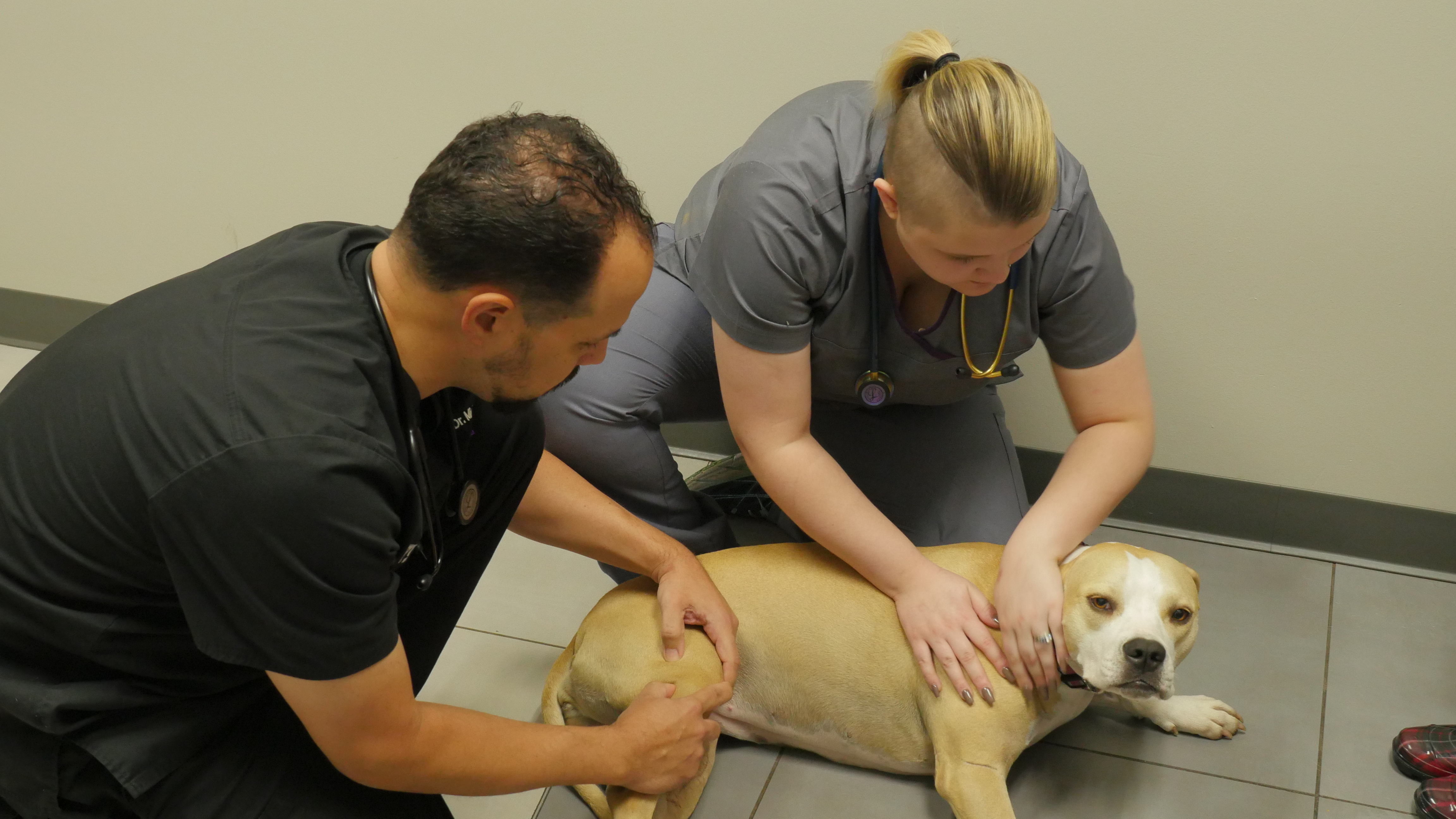 A Boy Who Spayed Wolf