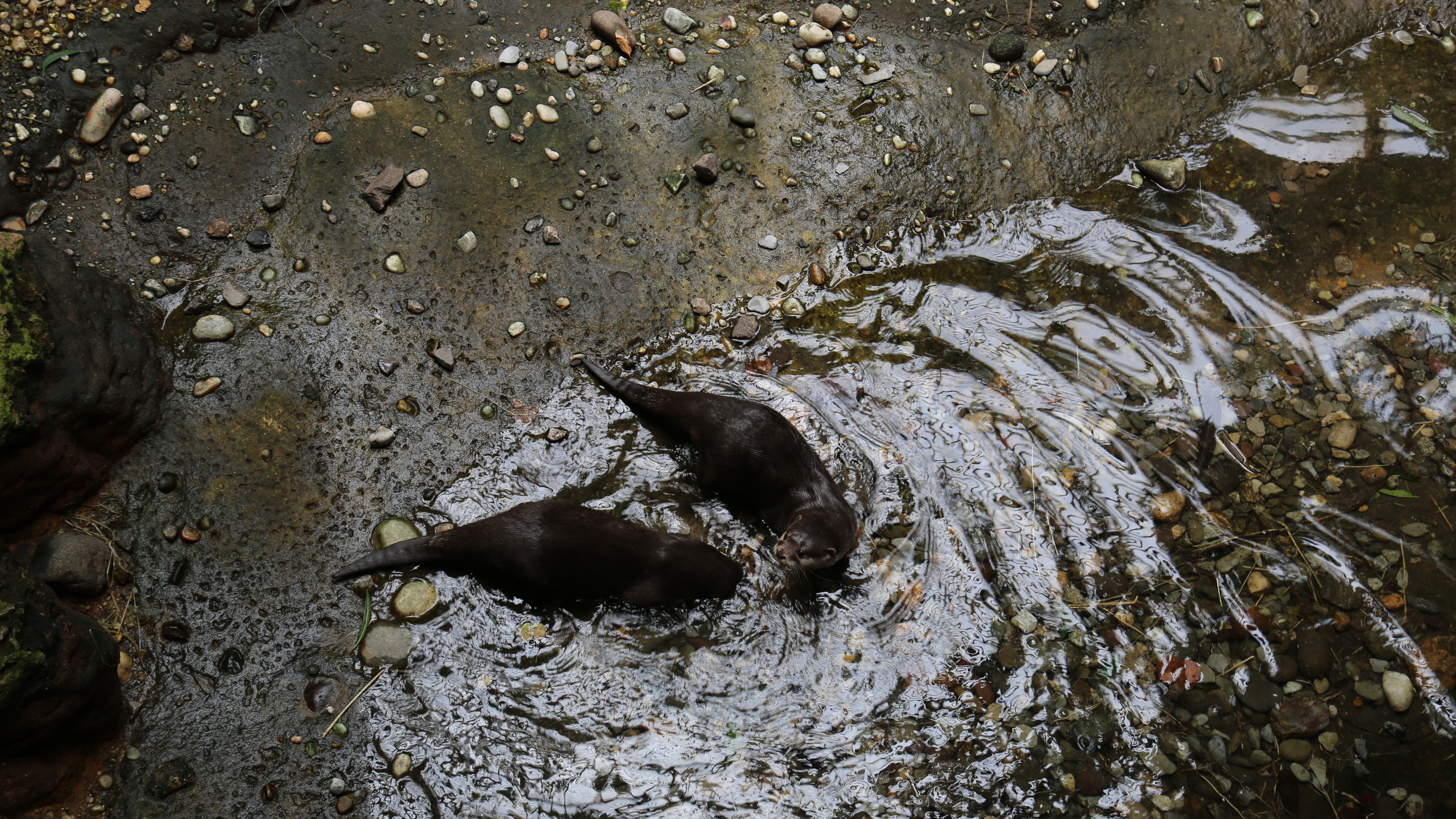 Otter Under The Weather