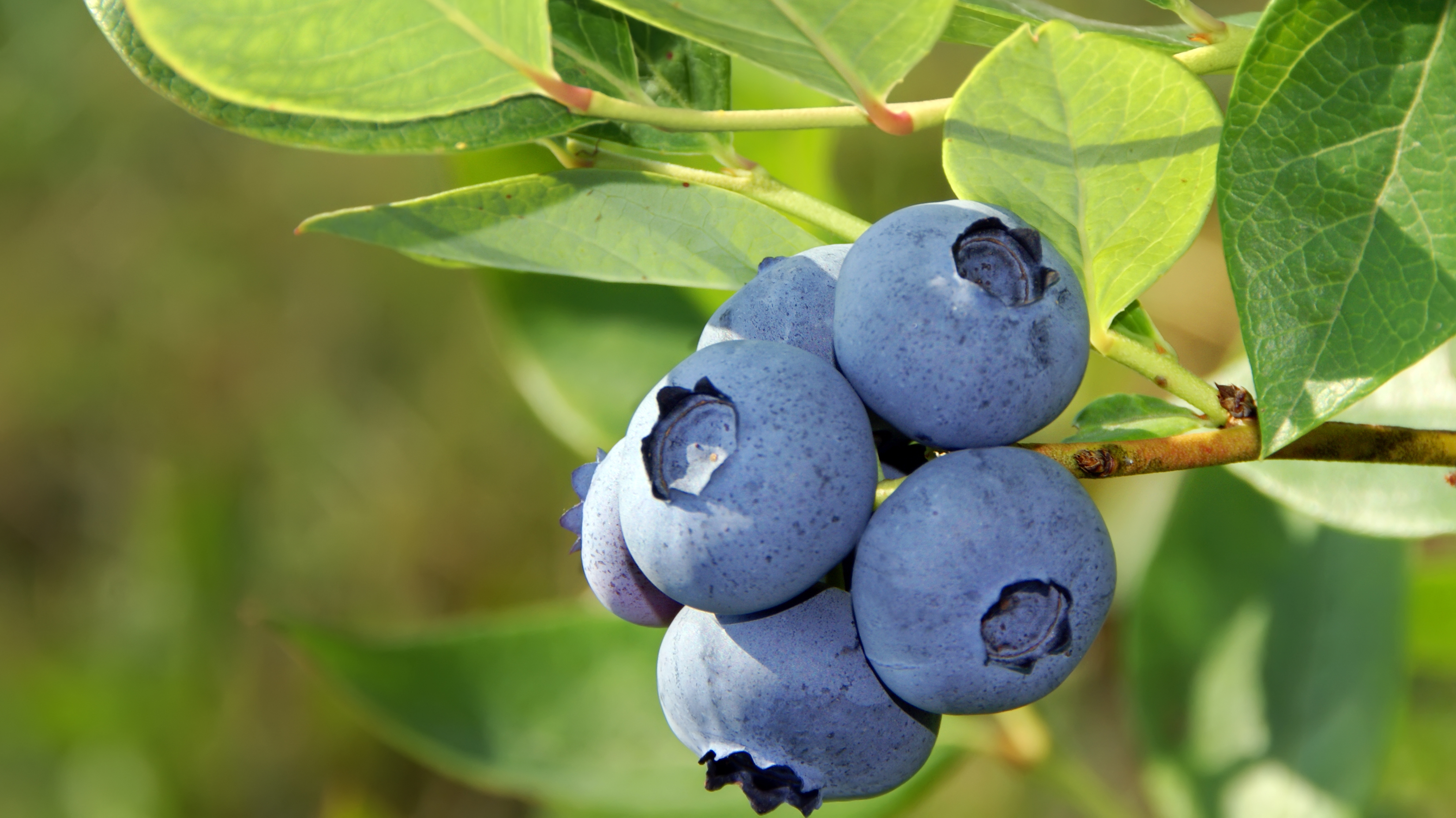 Pasta Dyes, Blueberries