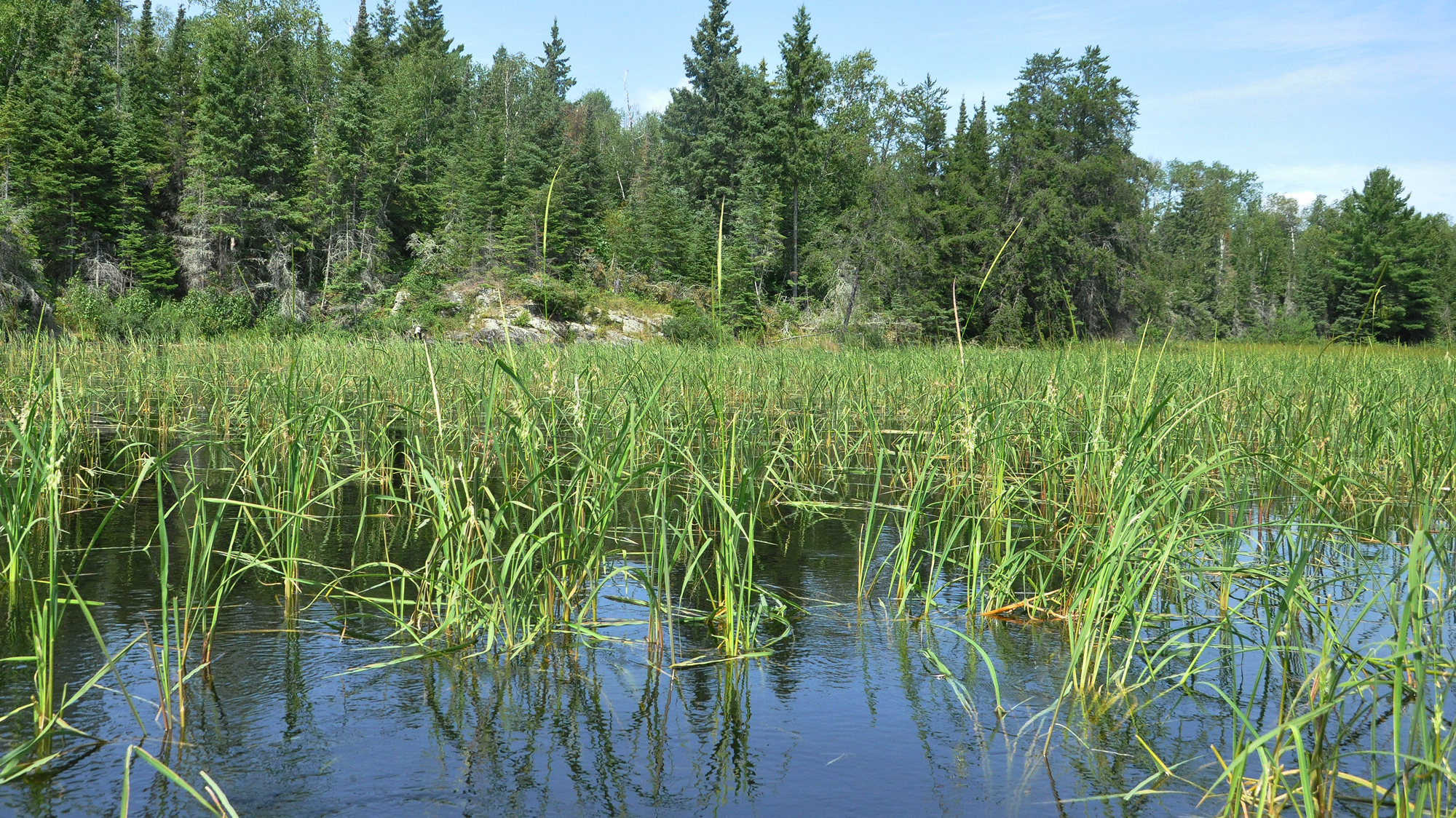 Potash, Leather Bracelets, Wild Rice