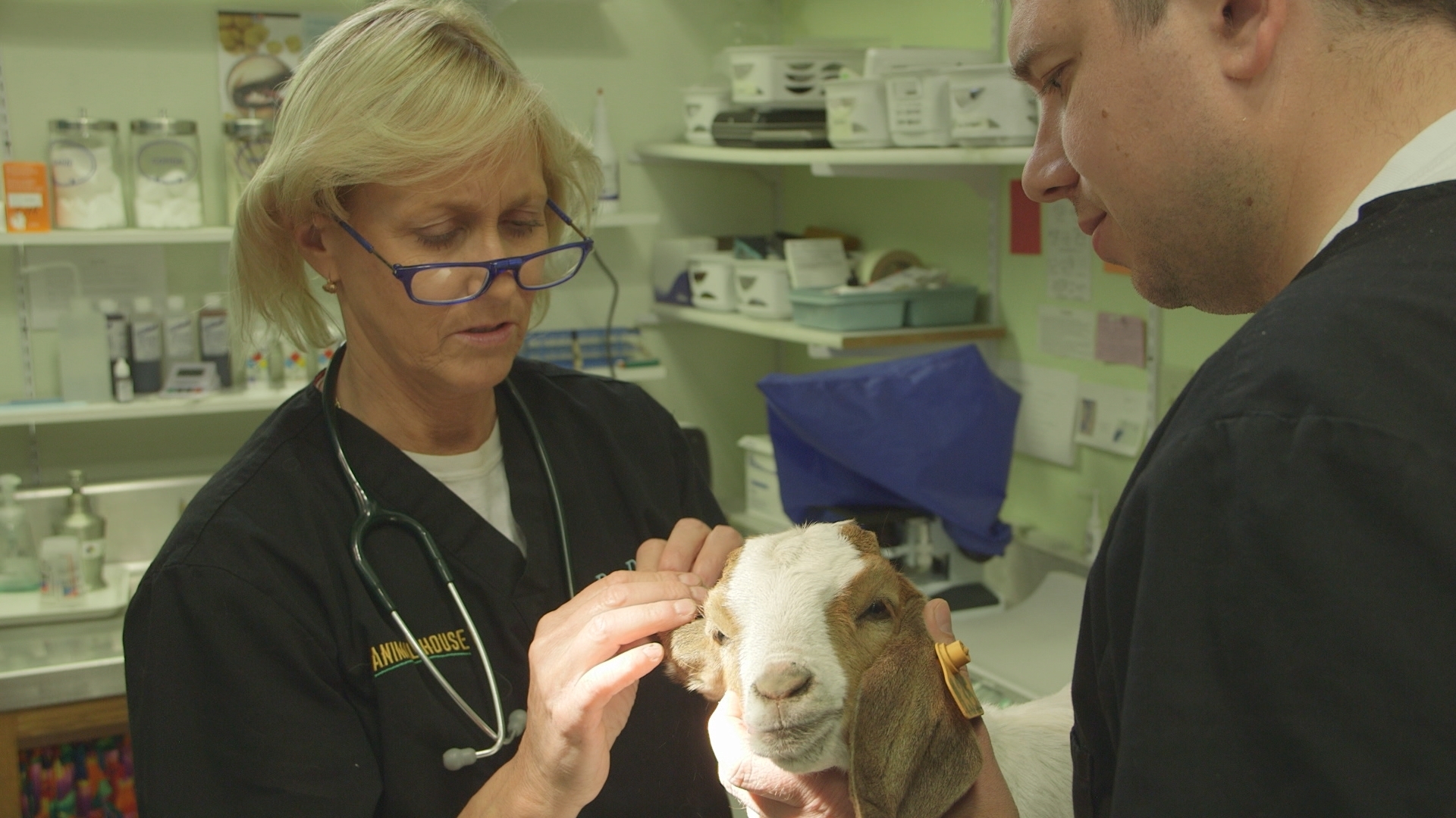 Dr. Dee: Alaska Vet Raging Bull