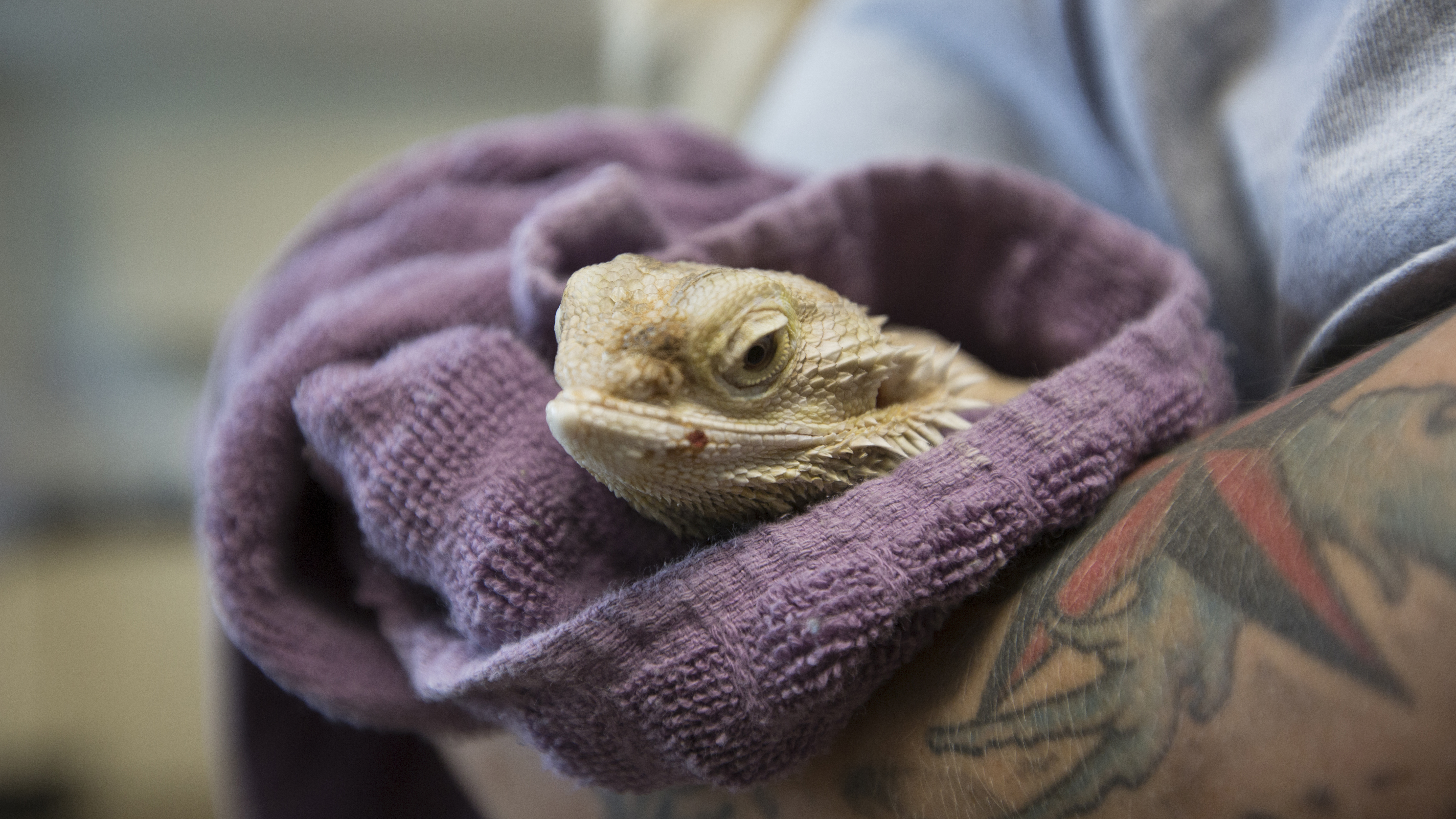 40 Snakes And Counting