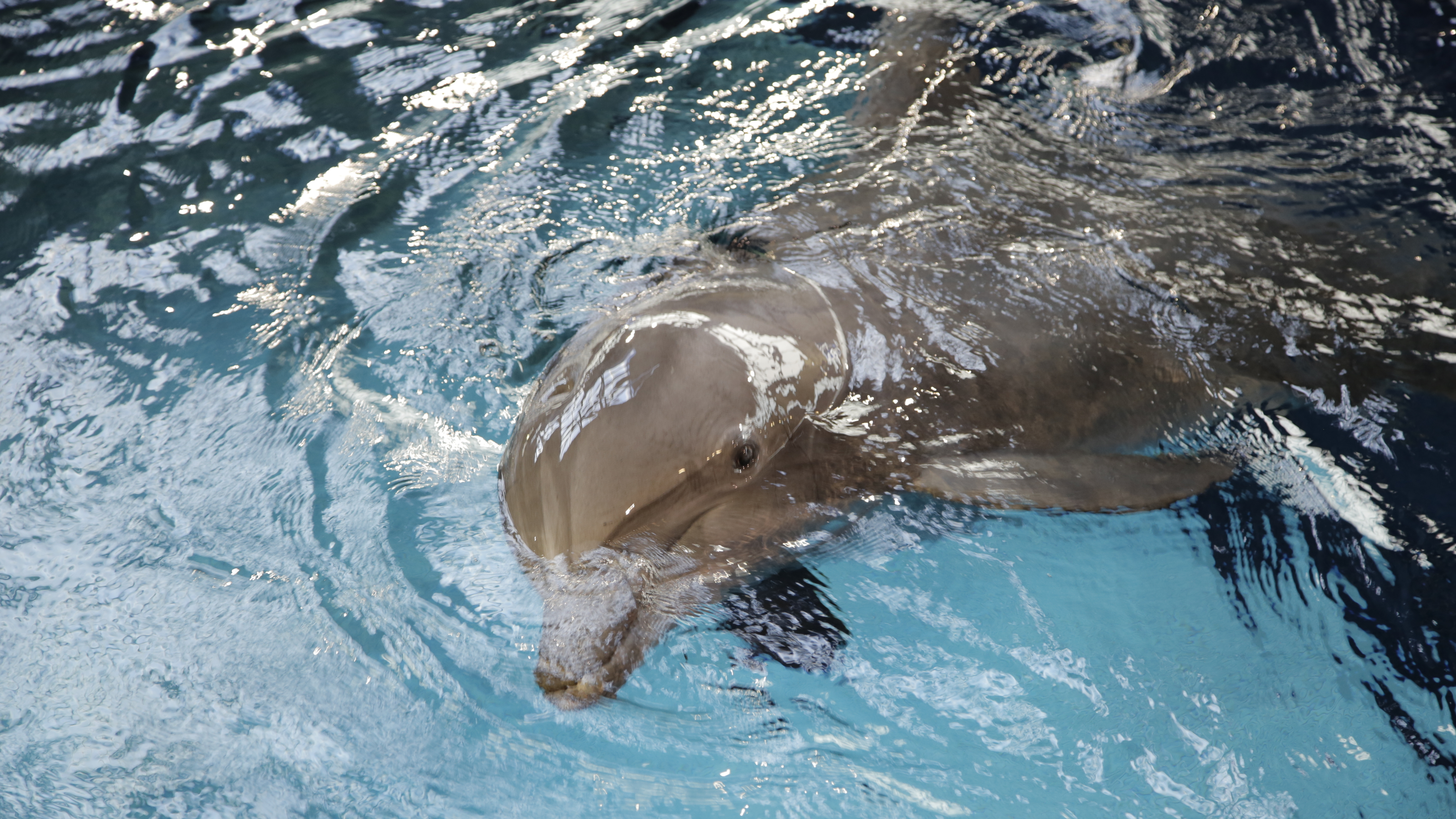 Dolphin Doctor