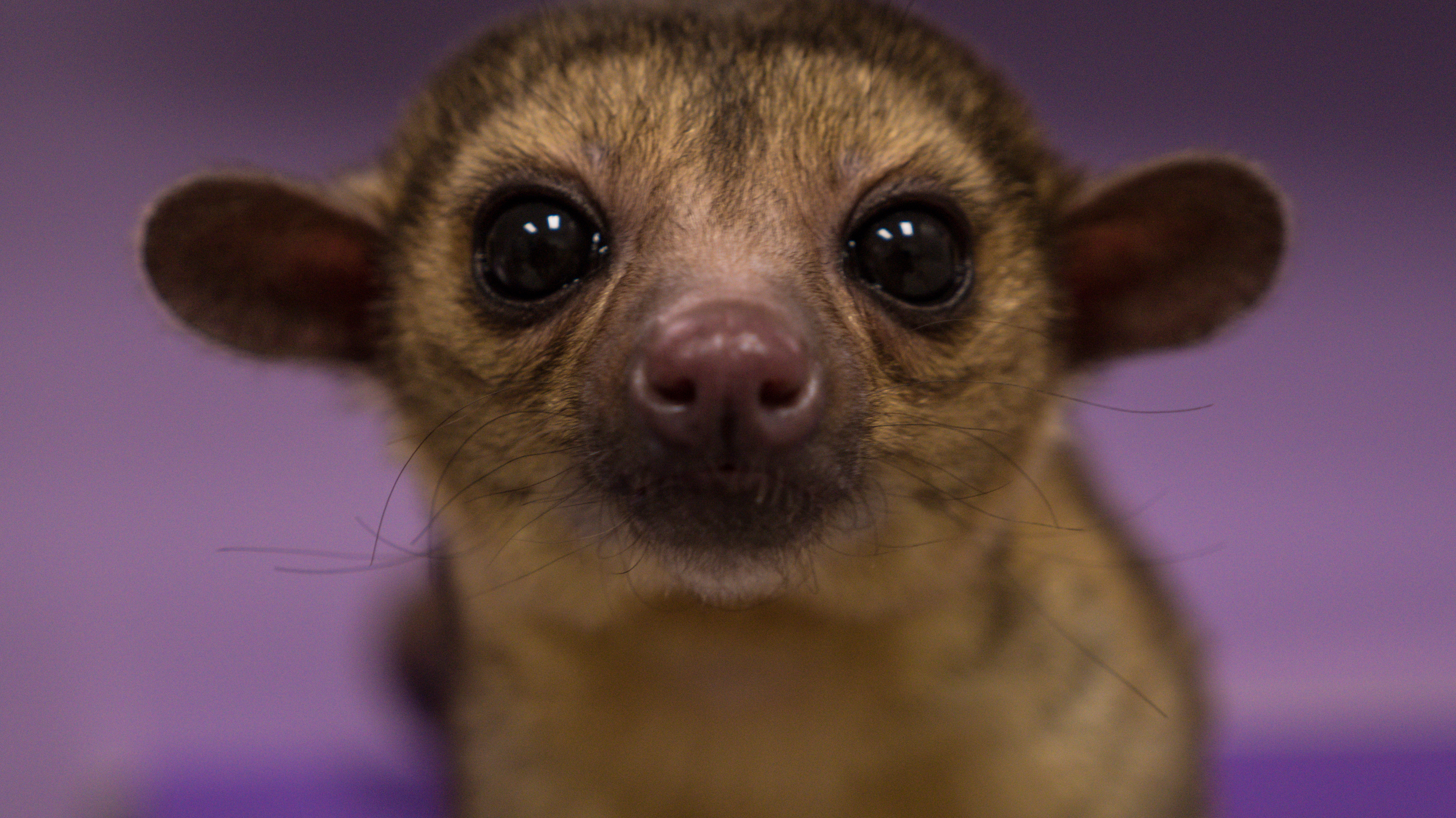 California Dreamin’