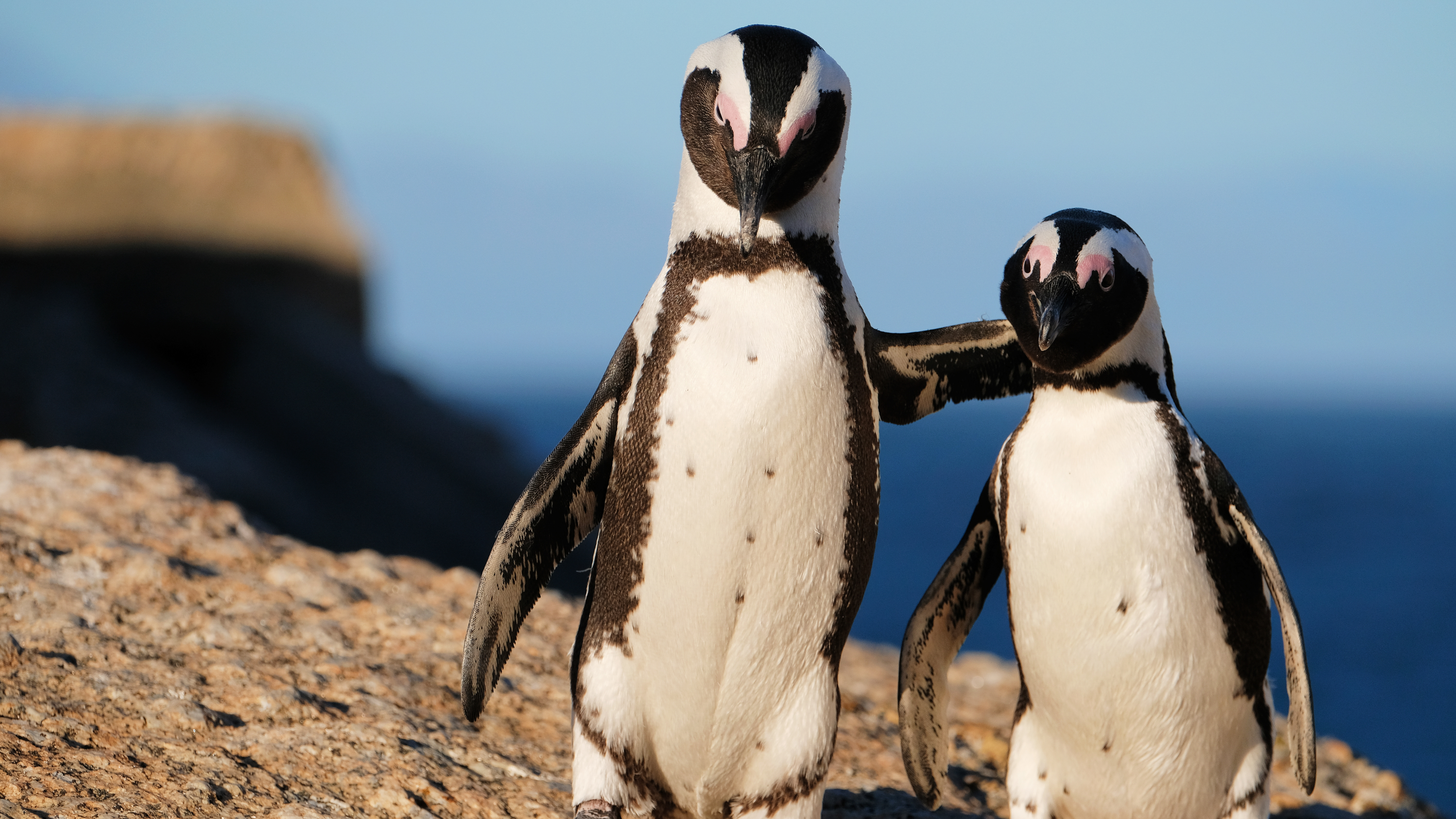 Penguin Chick Swim School