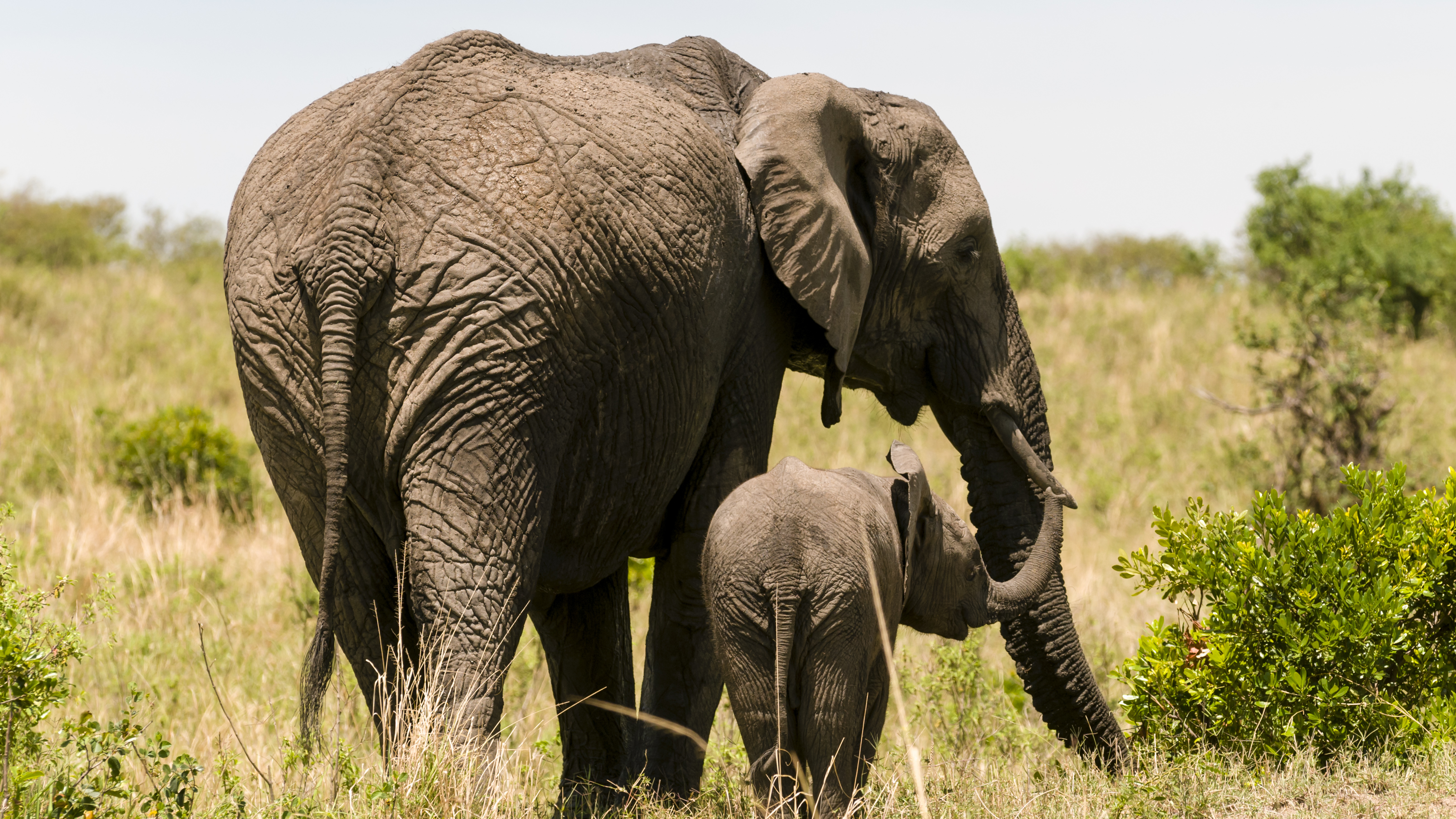 Mkhaya Discovers Her Trunk