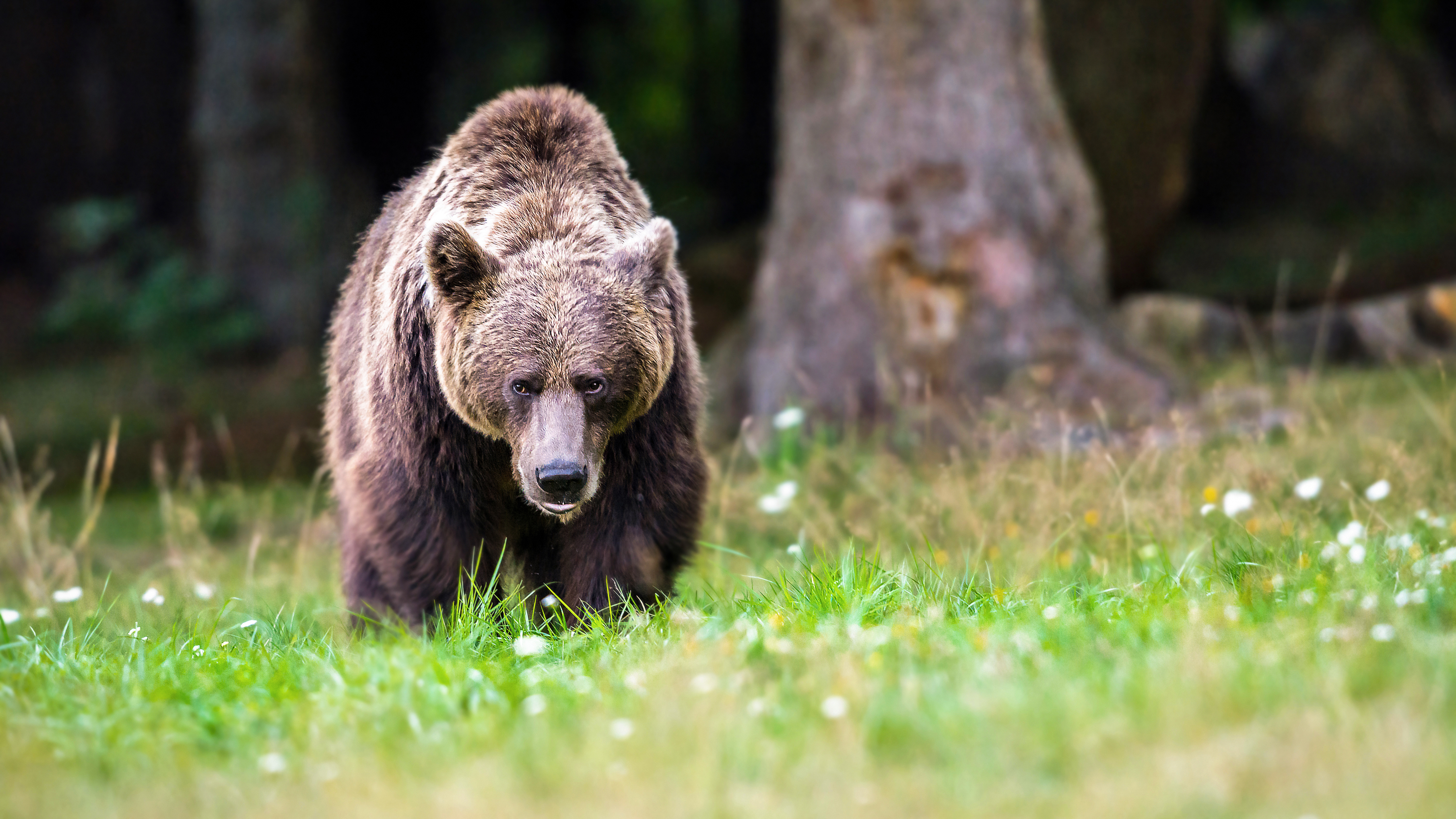 Mauled In The Mountains