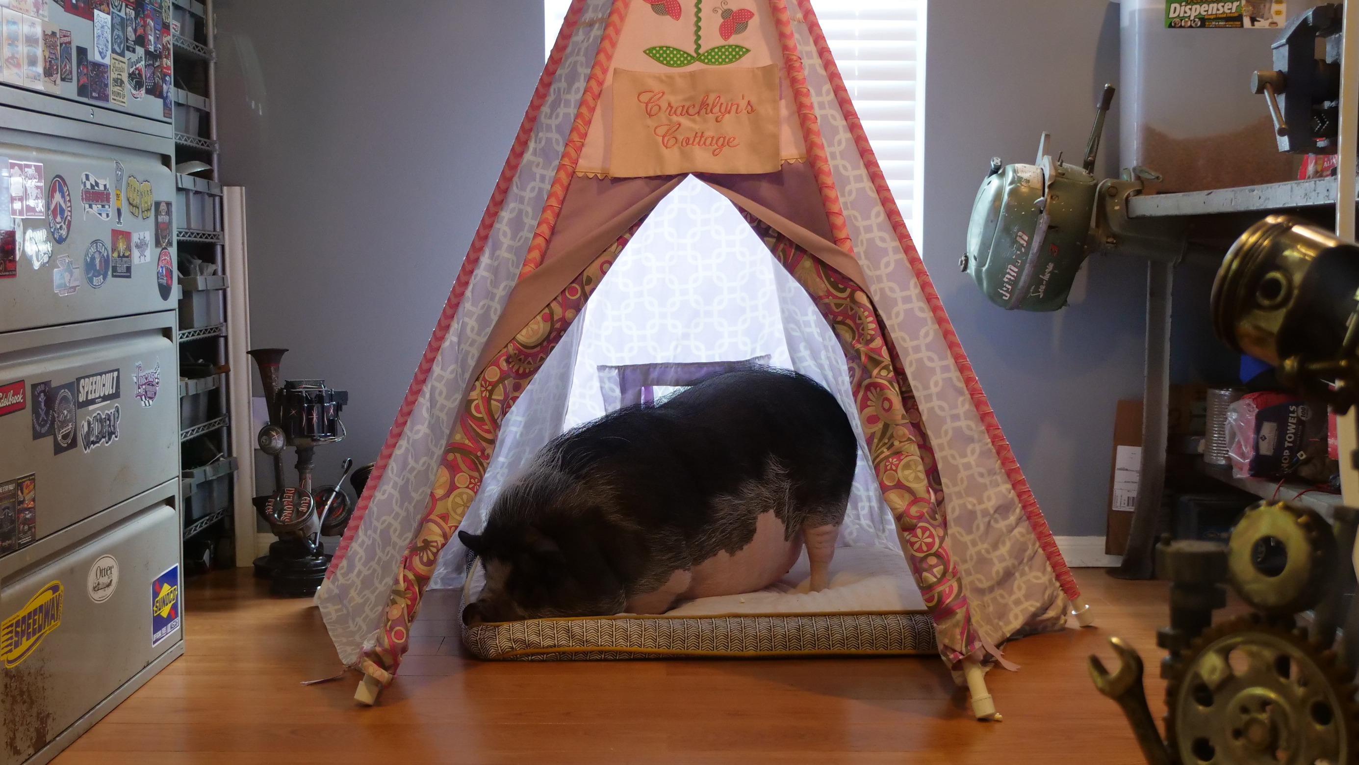 The Dog Ate My Shorts