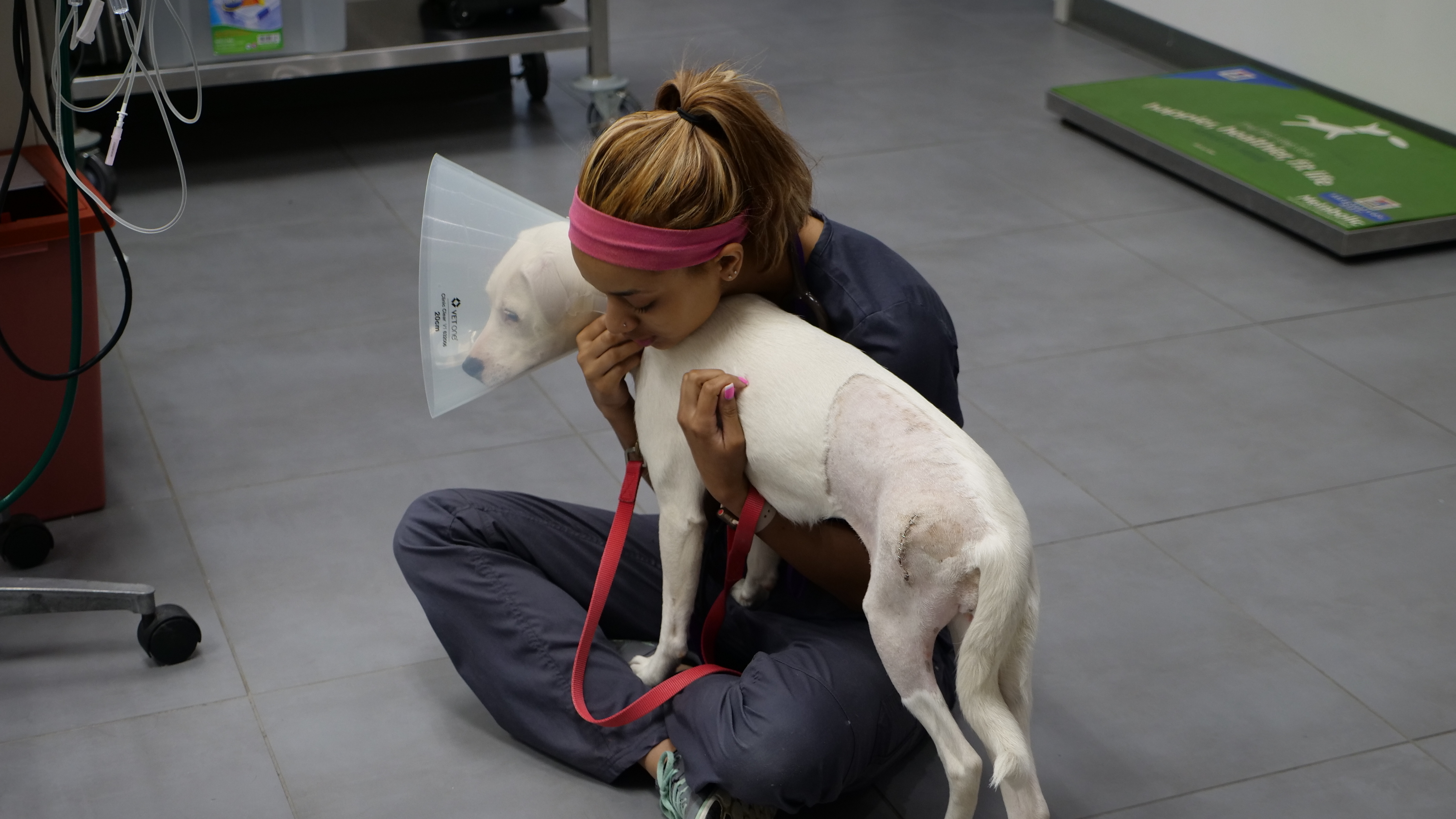 This Little Piggy Has Mites