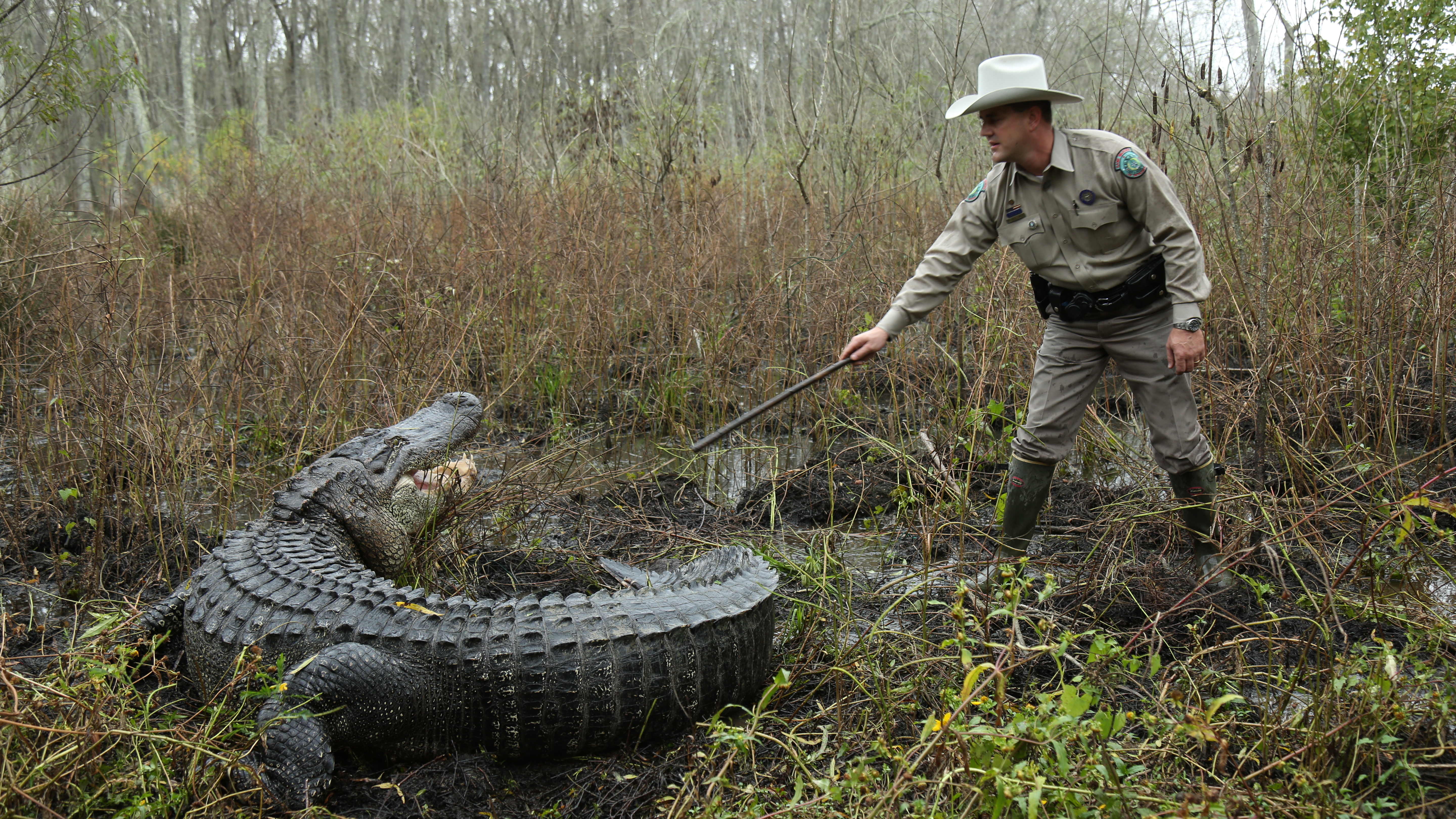 Gator Vs. Dog