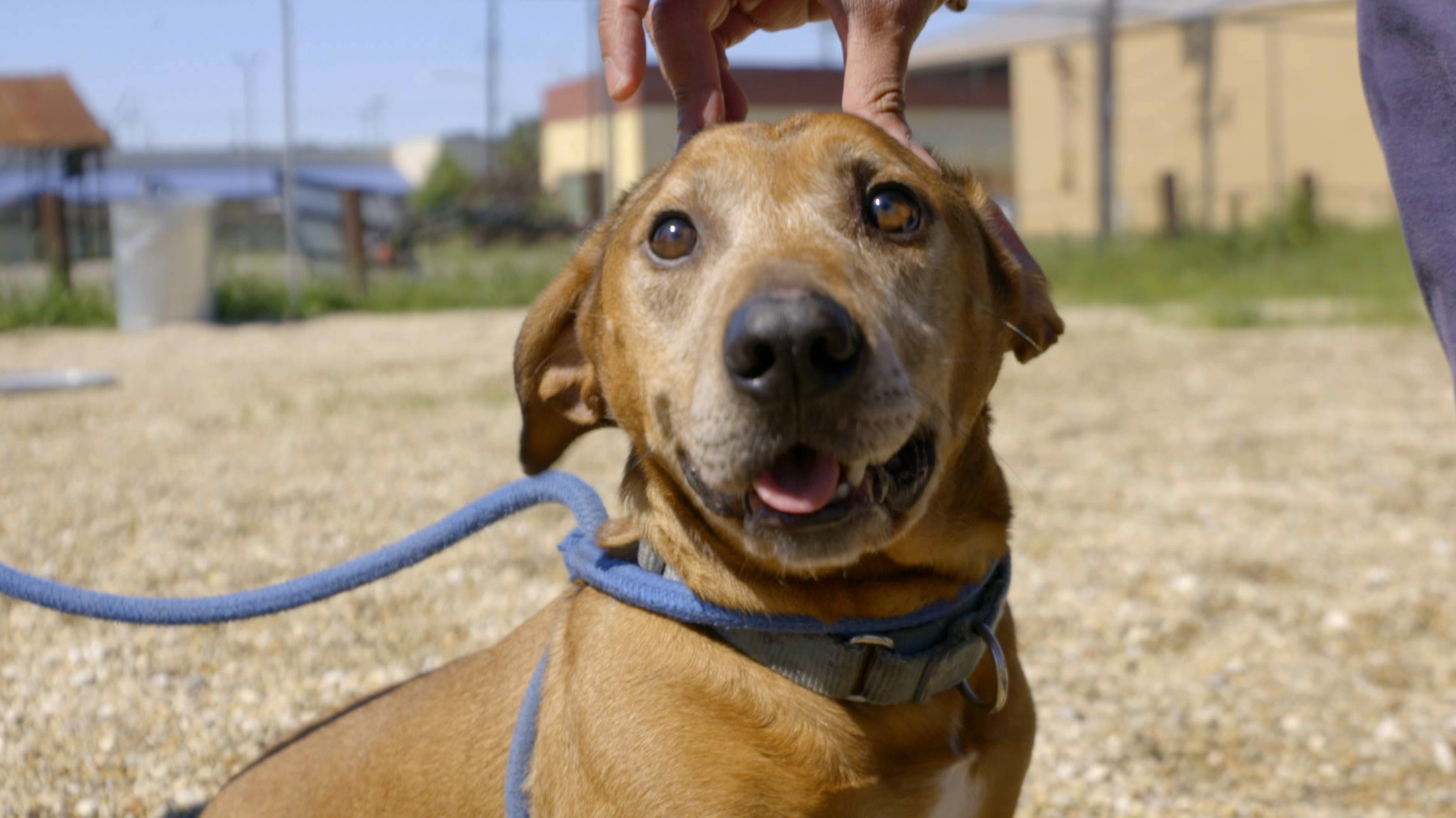 Home Is Where The Dog Is