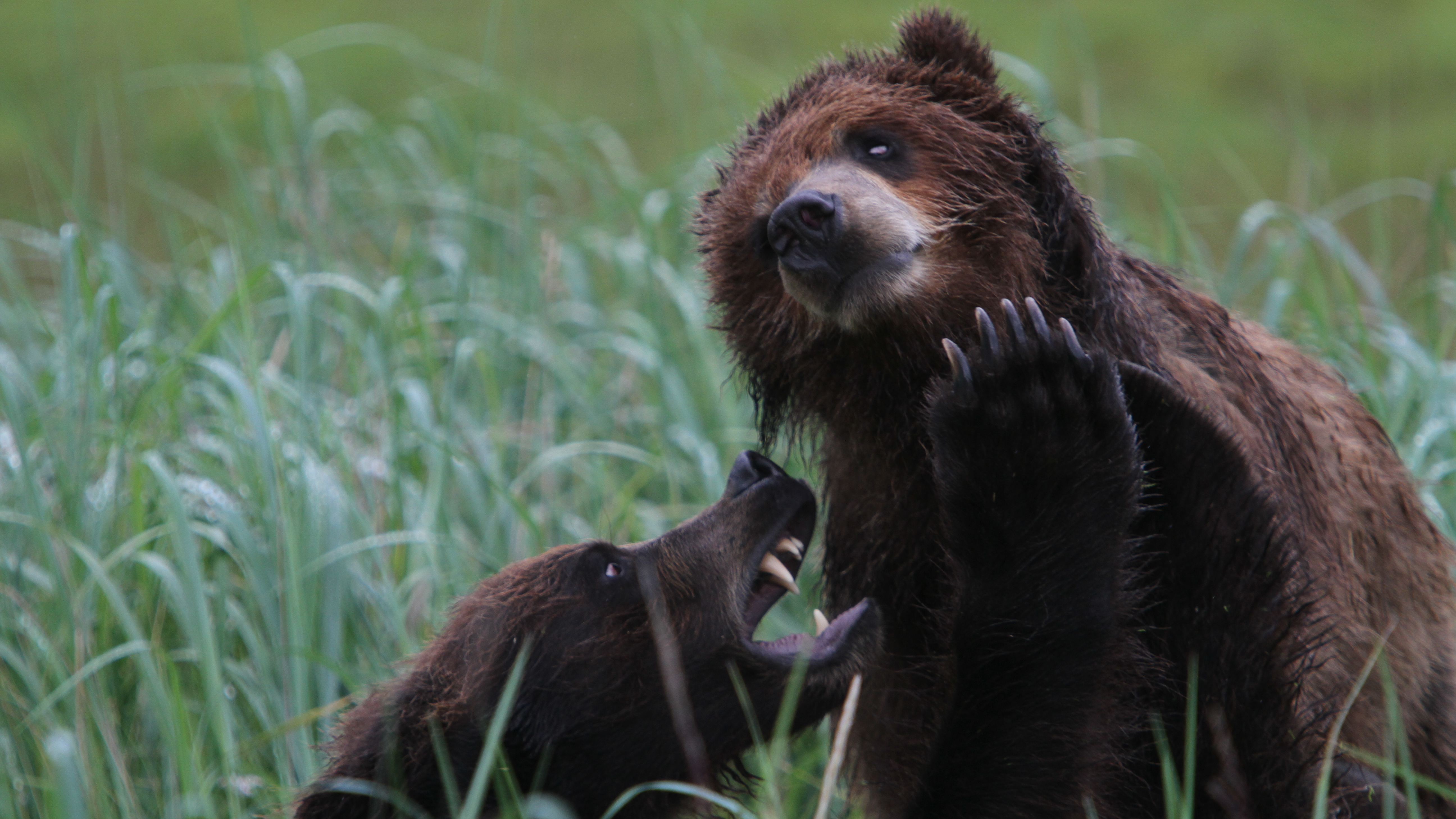 Grizzly Bear Island