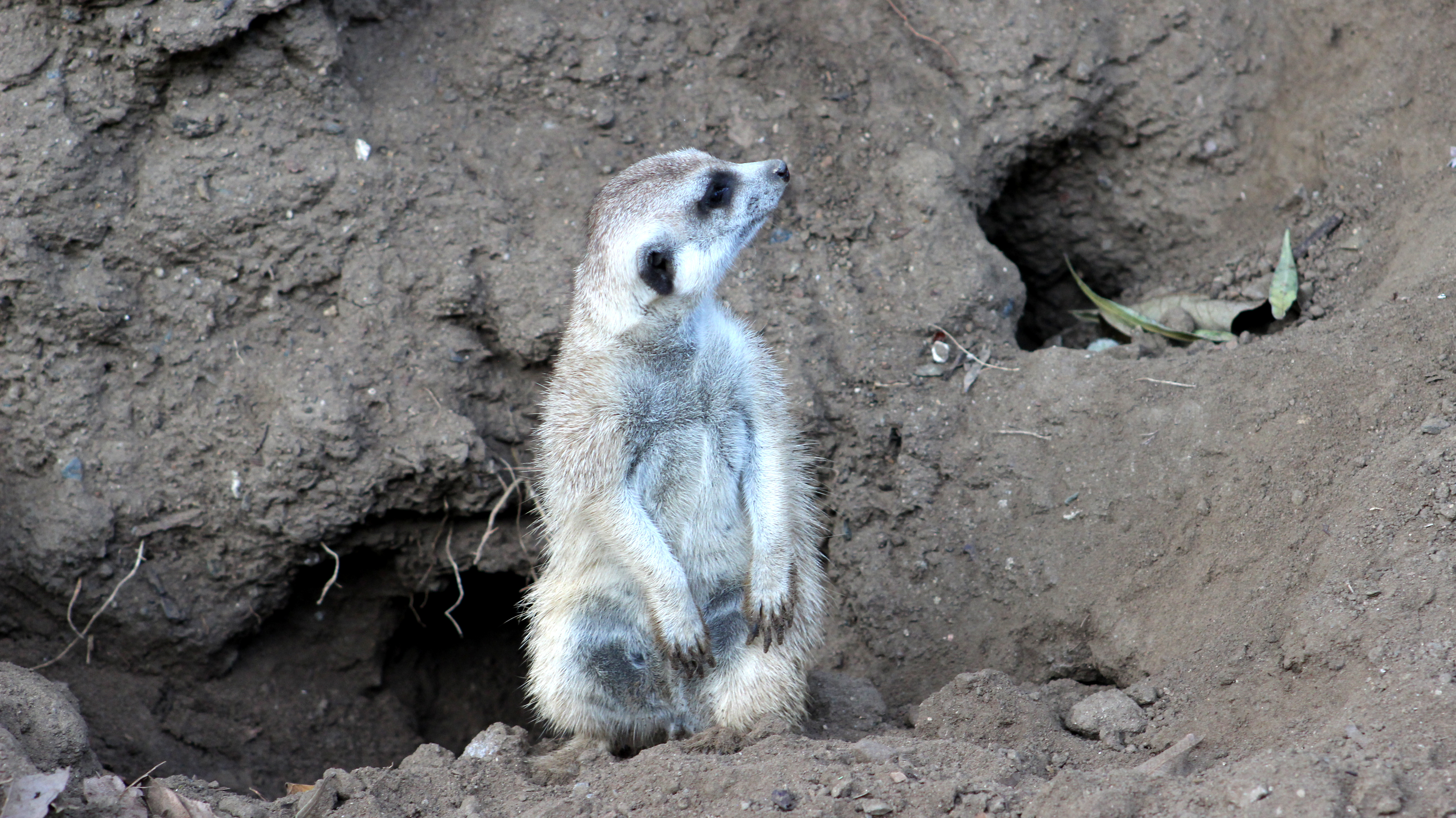 Dining With Meerkats