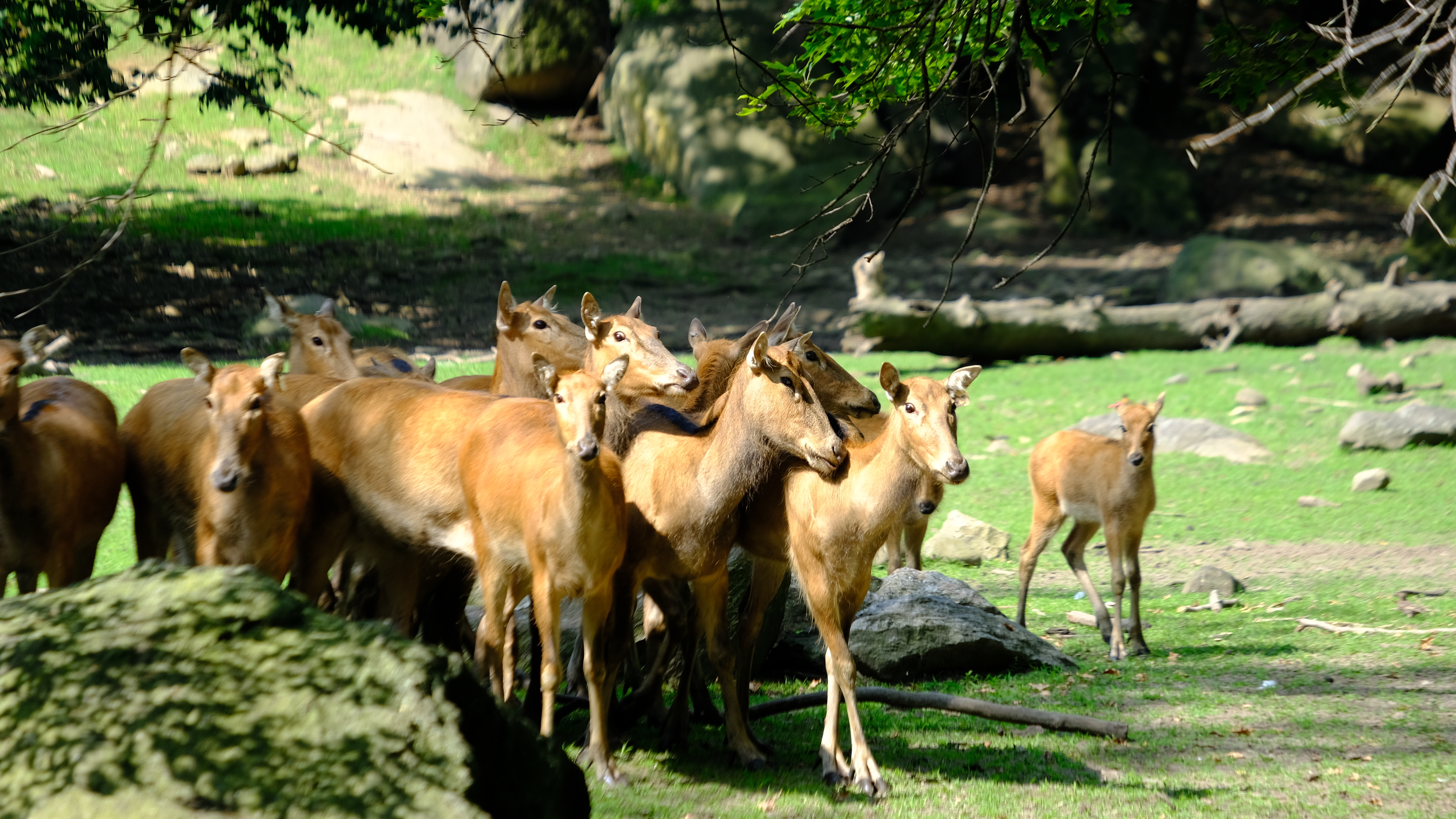 Fawns Become Friends