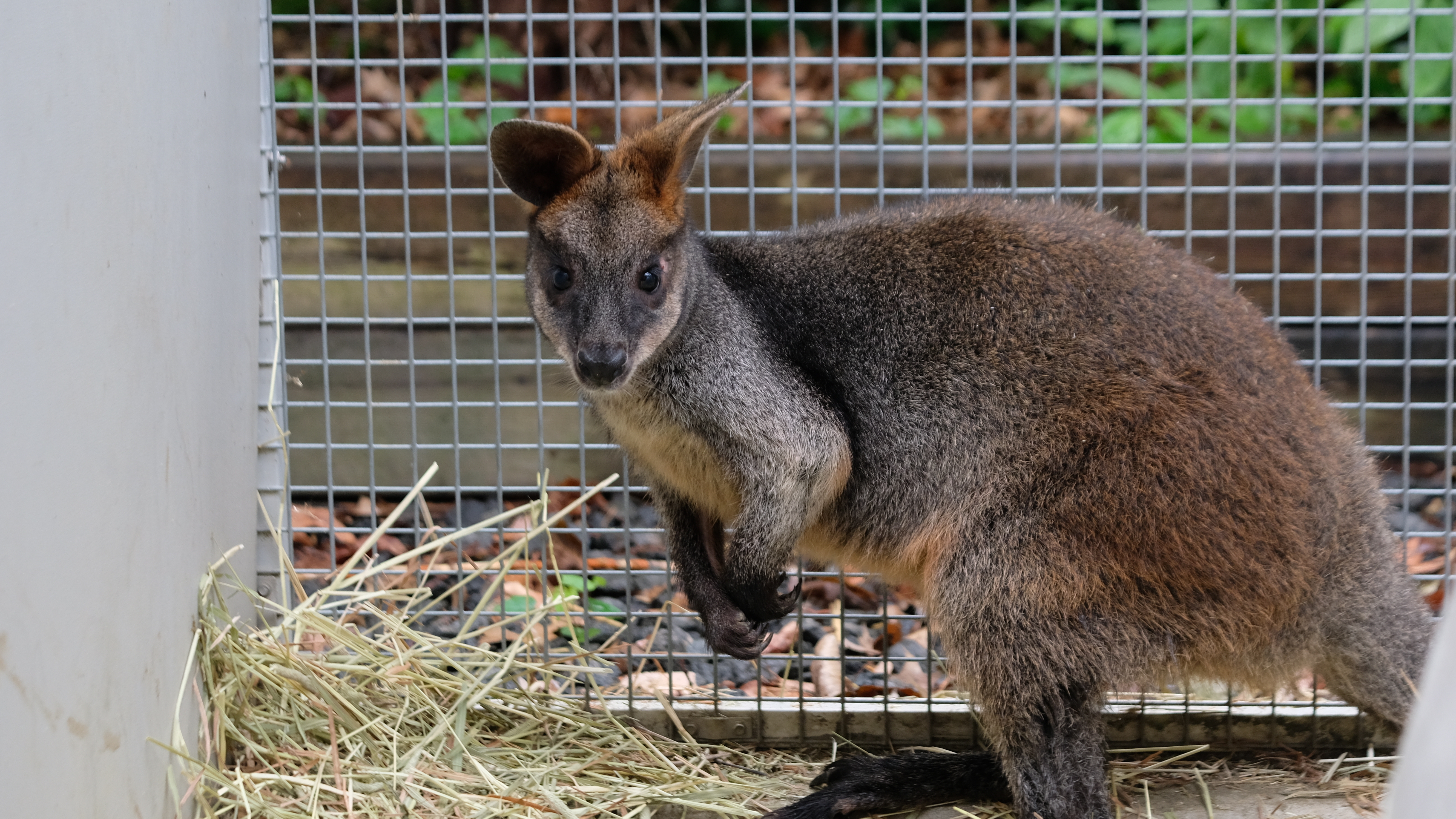 Wallaby In The City
