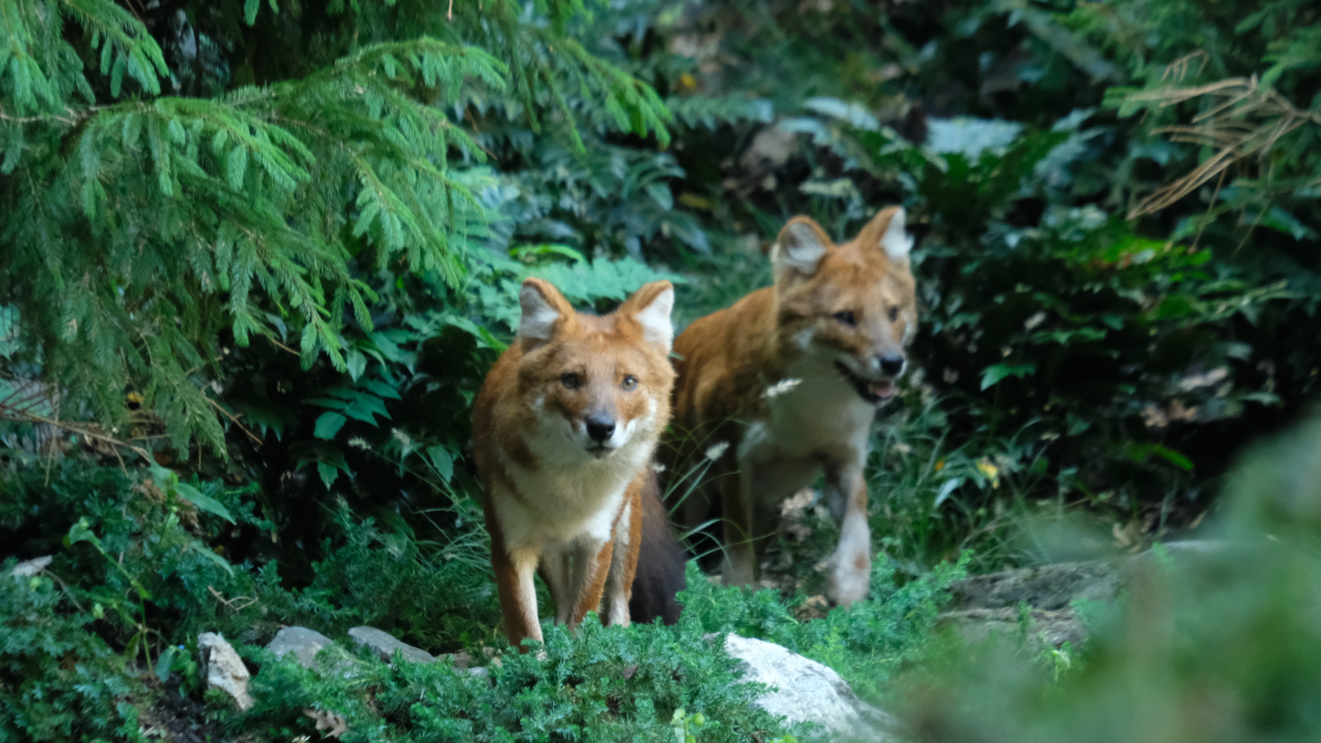 Wild Dogs On The Move