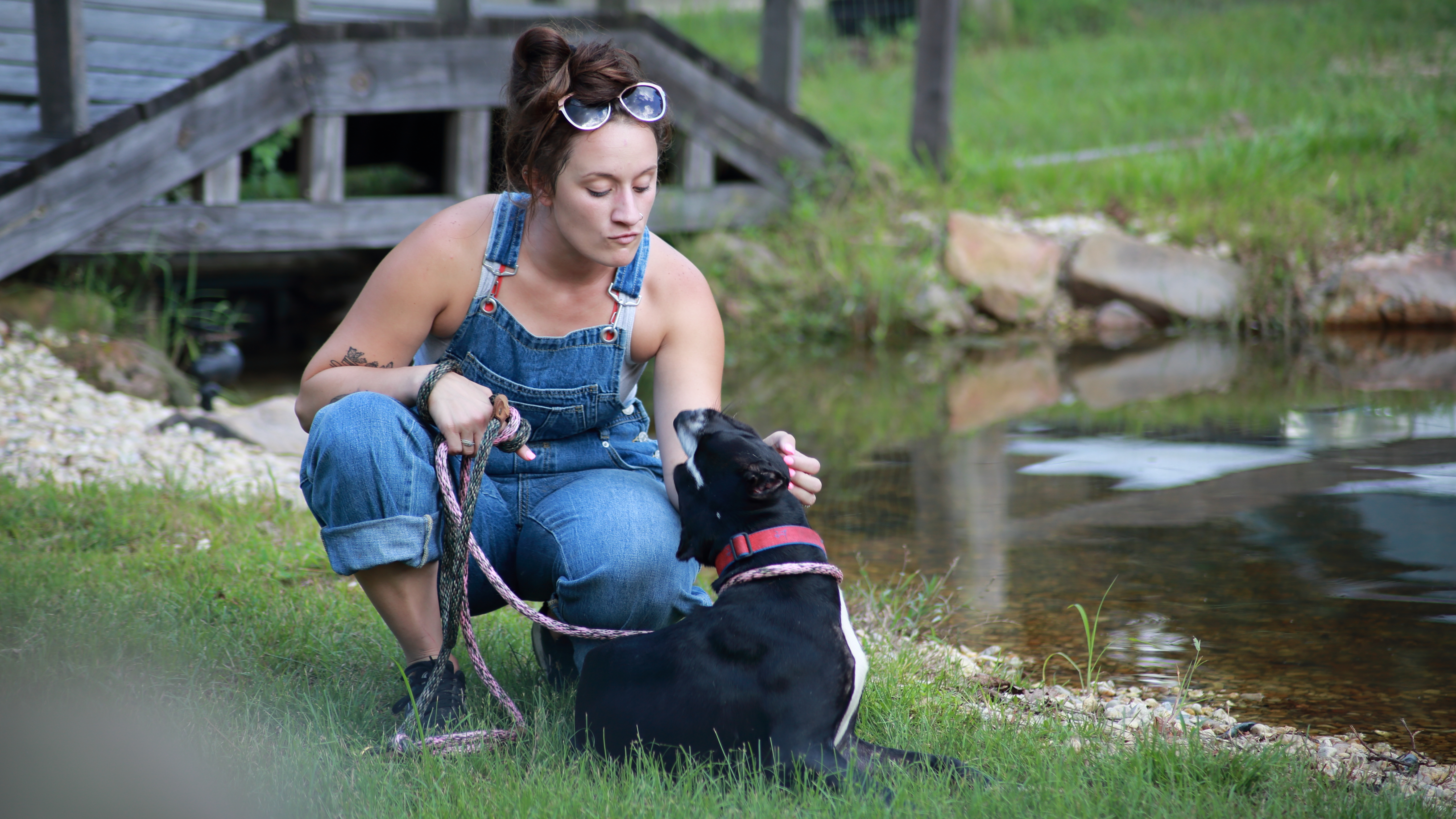 Pit Bulls & Parolees Rescued From War