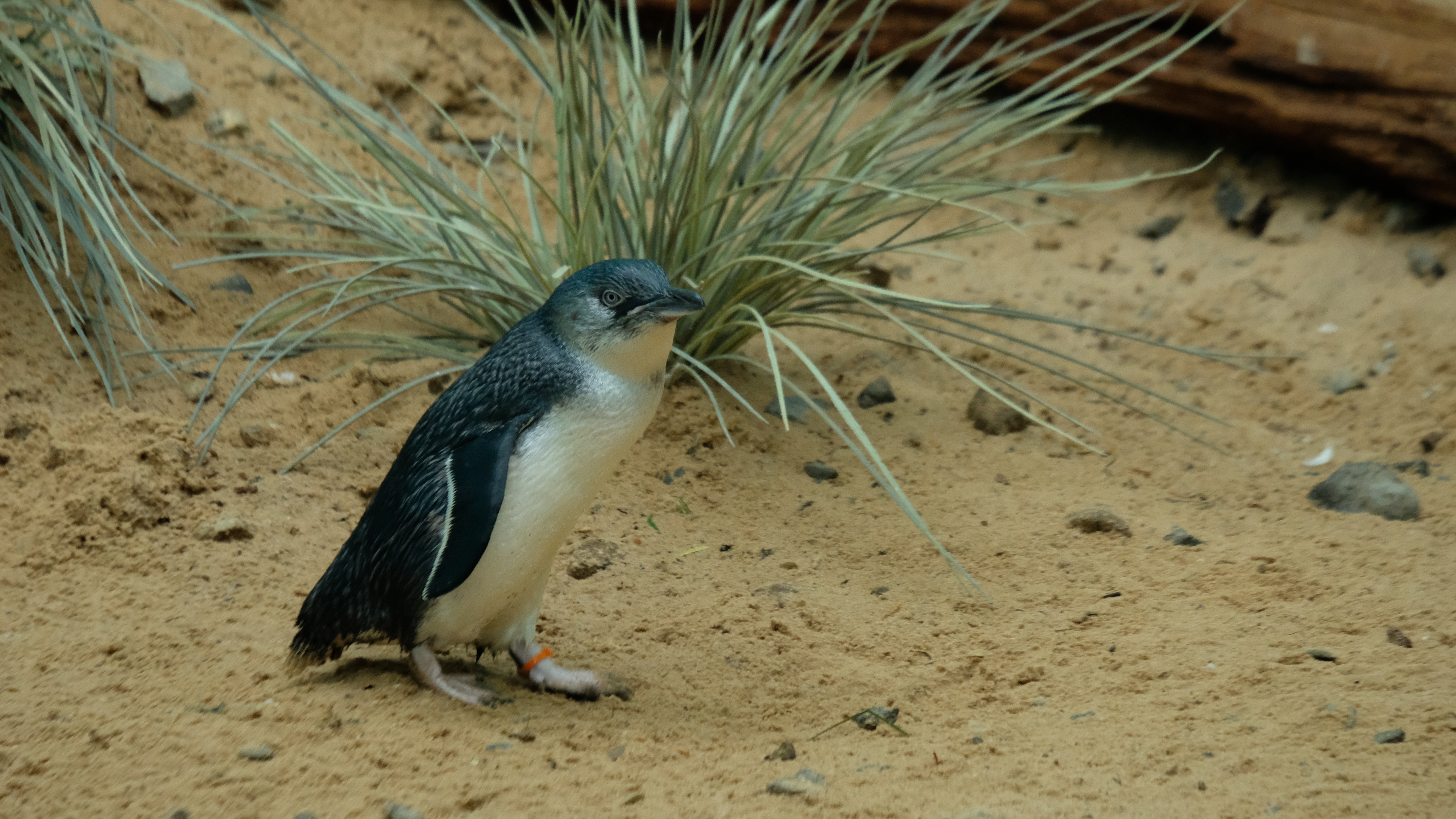 Penguins In Love