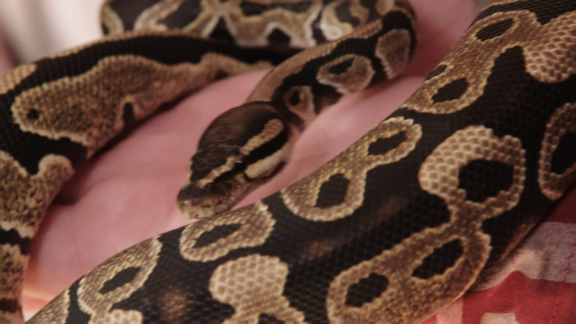 Speak Easy Sand Boa Club