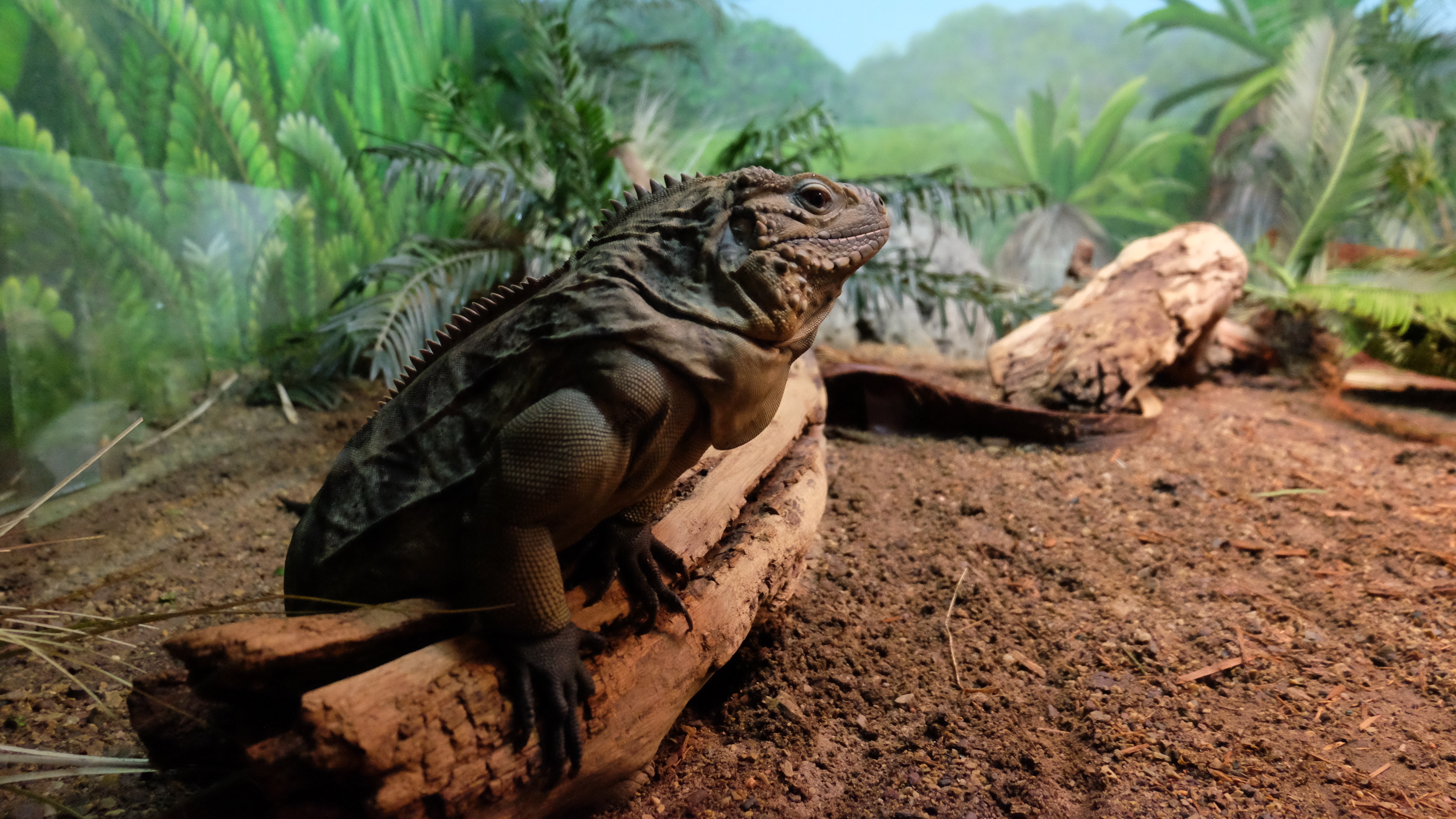 Velcro The Incredible