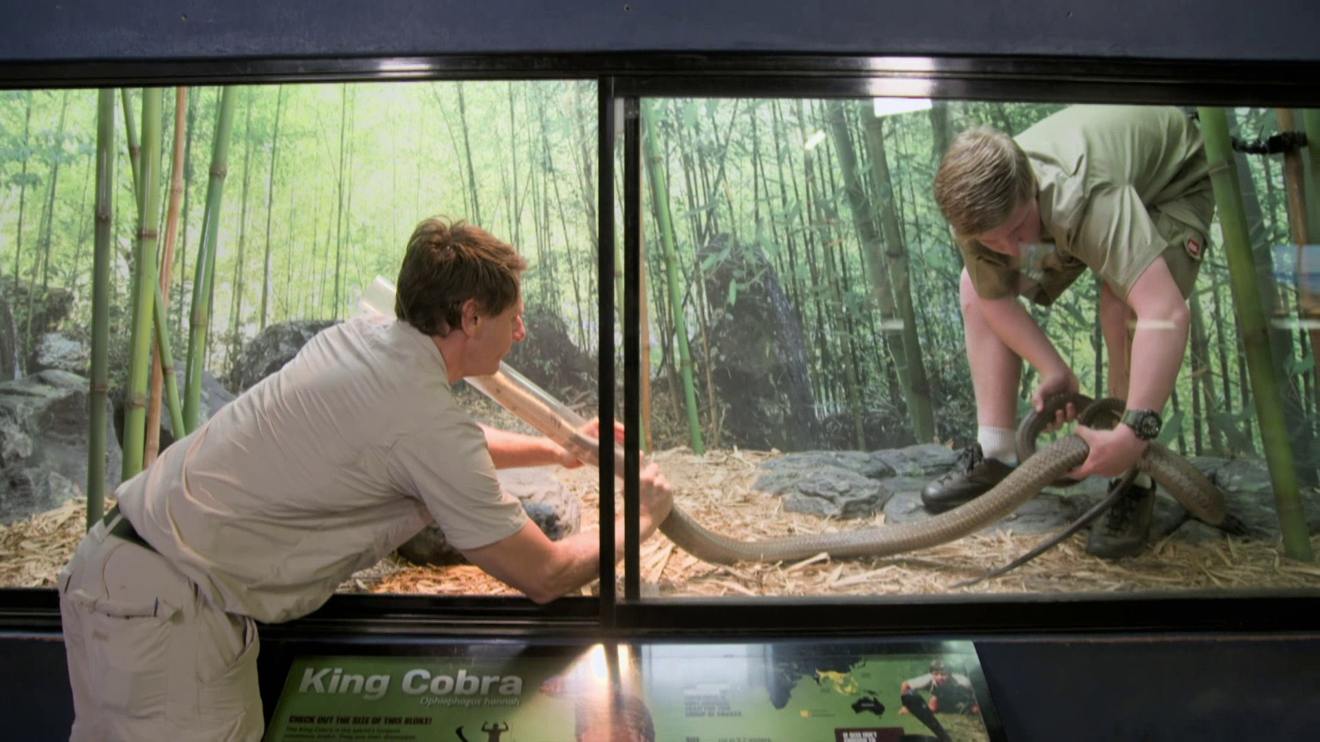 Robert, King Of Cobras