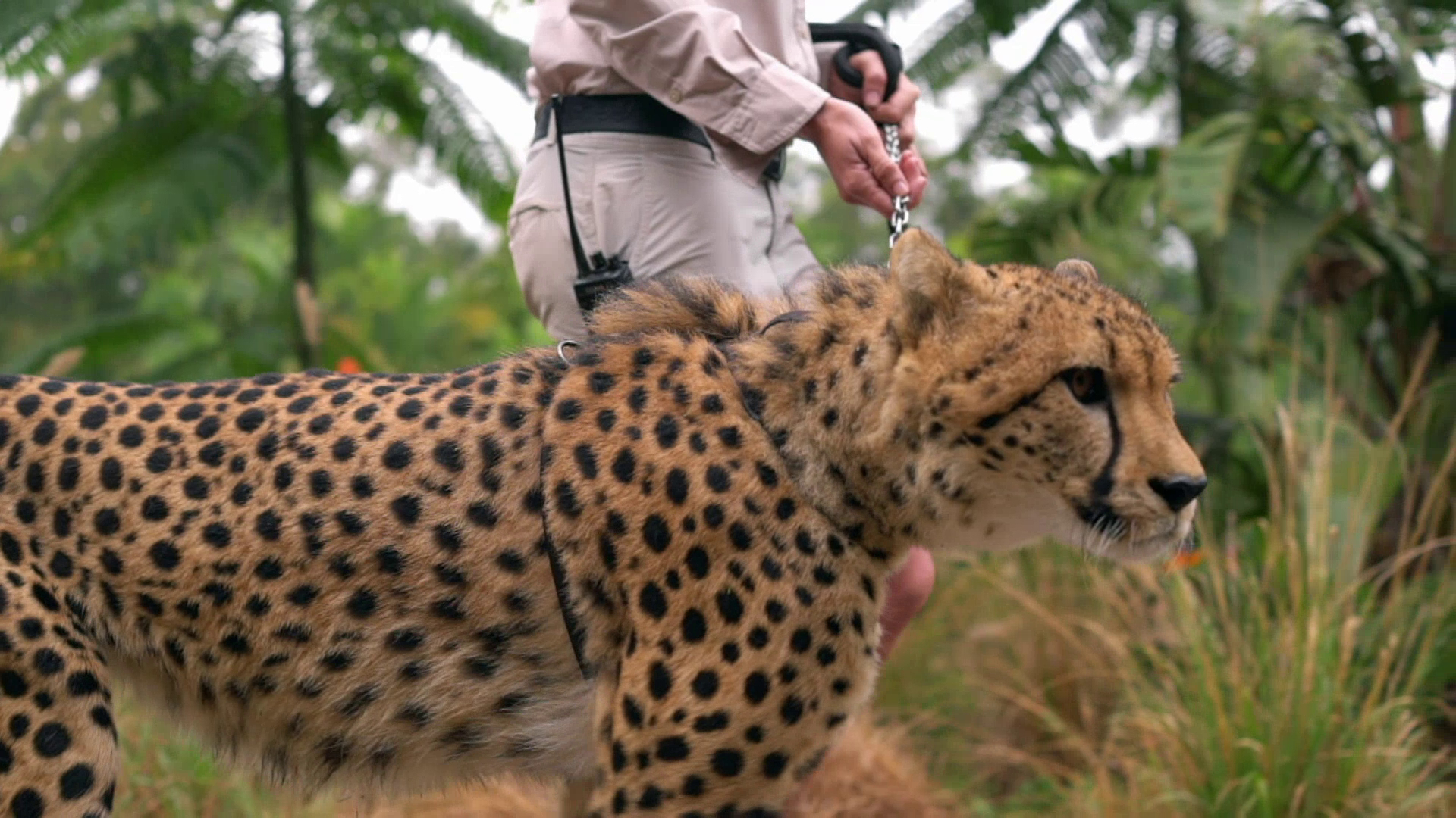 Race To Save The Platypus