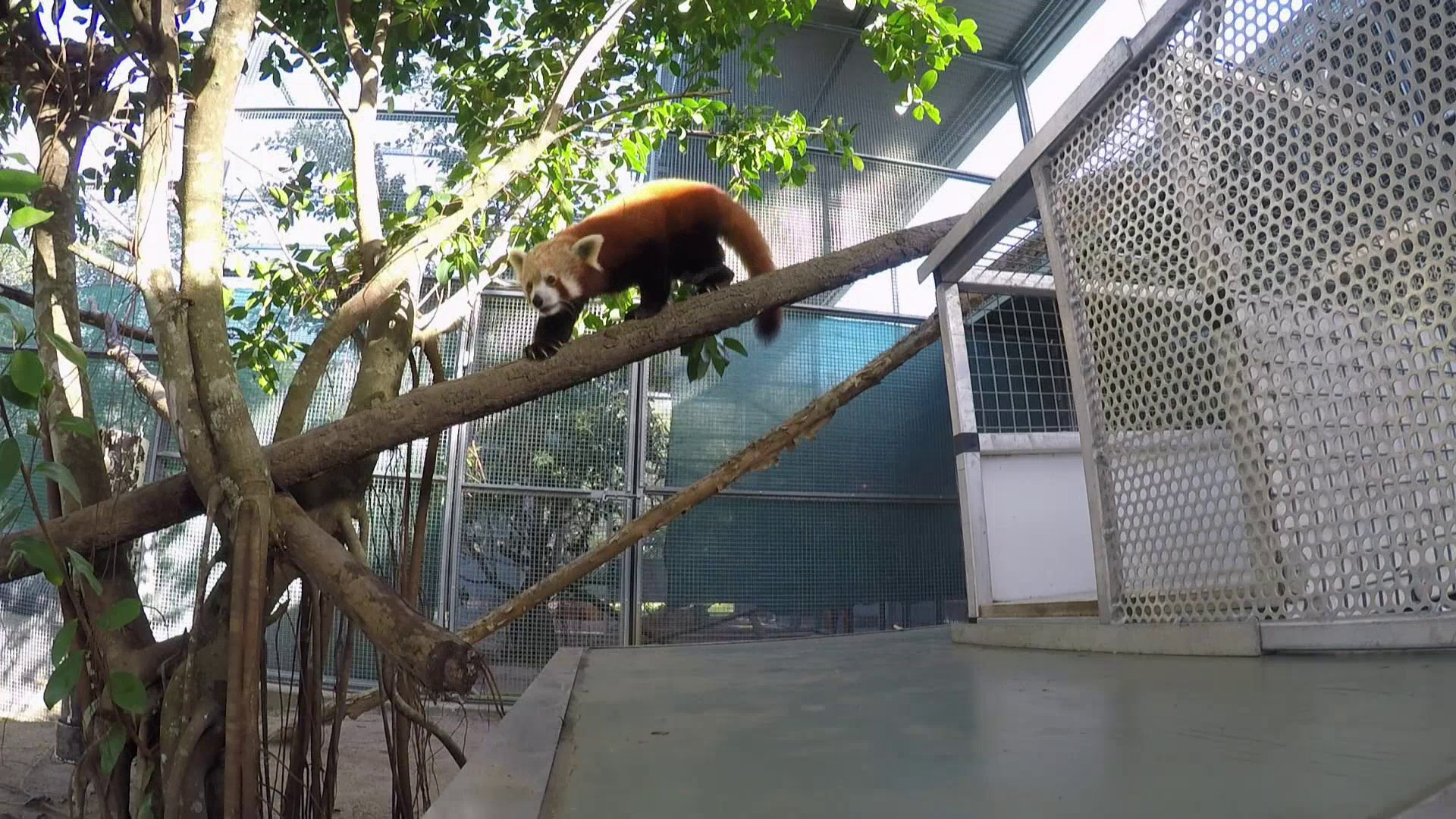 Robert’s Baby Kangaroo