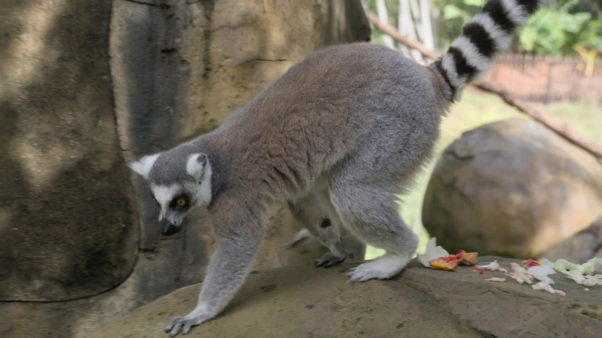 Bindi’s Lemur Island
