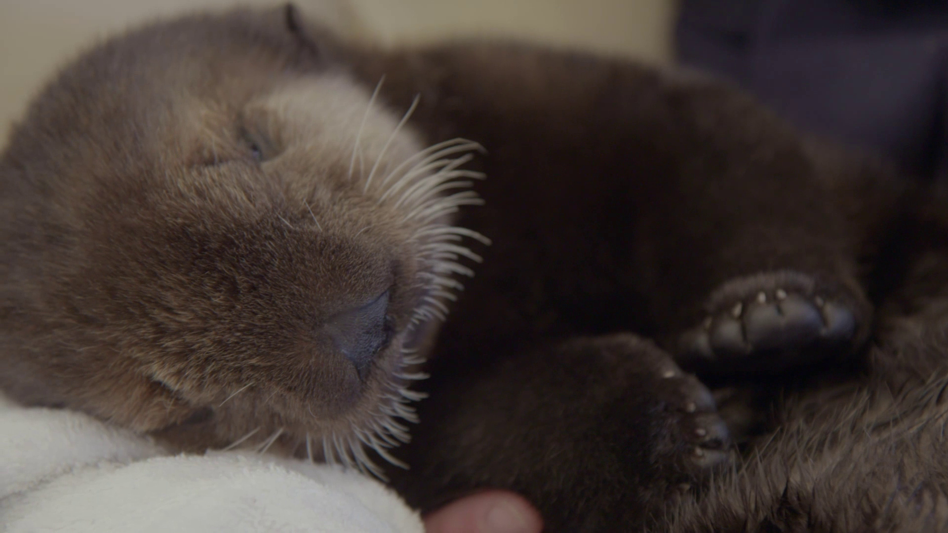 Baby Otter Rescue