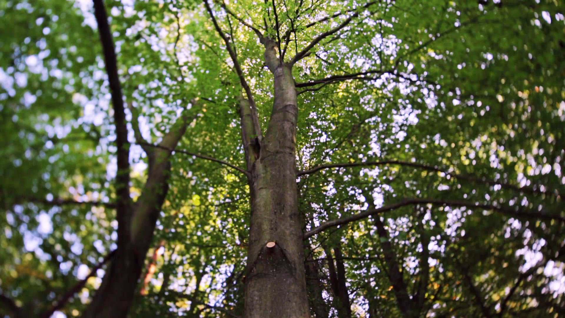 Ultimate Treehouses III
