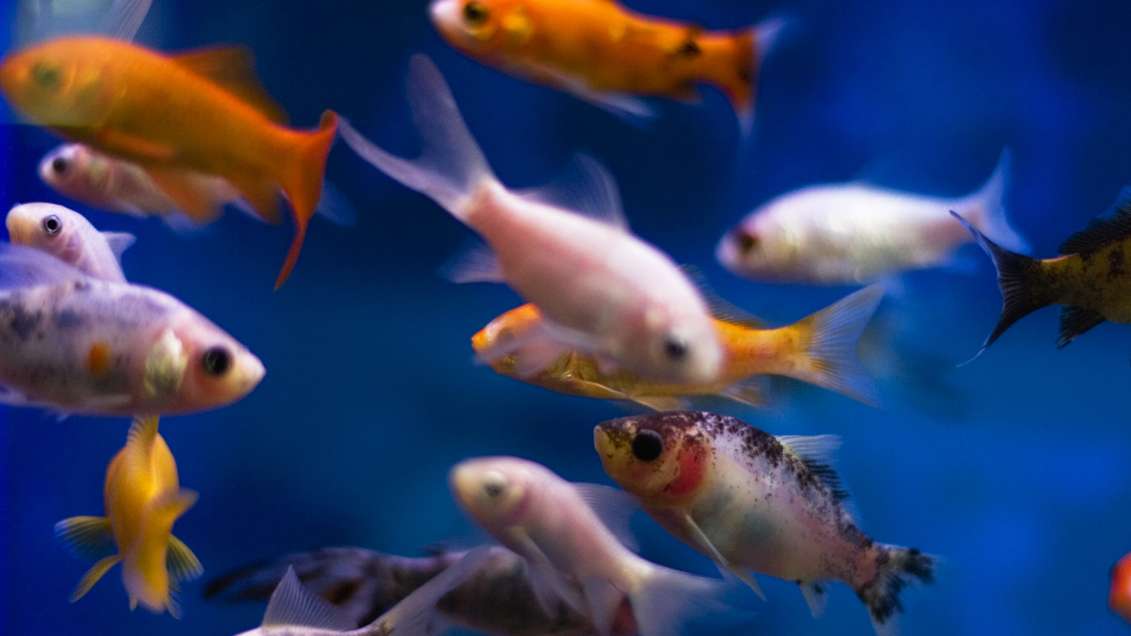 Commercial Drones, Aquarium Fish, Runway Cleaners, and Shuttlecocks