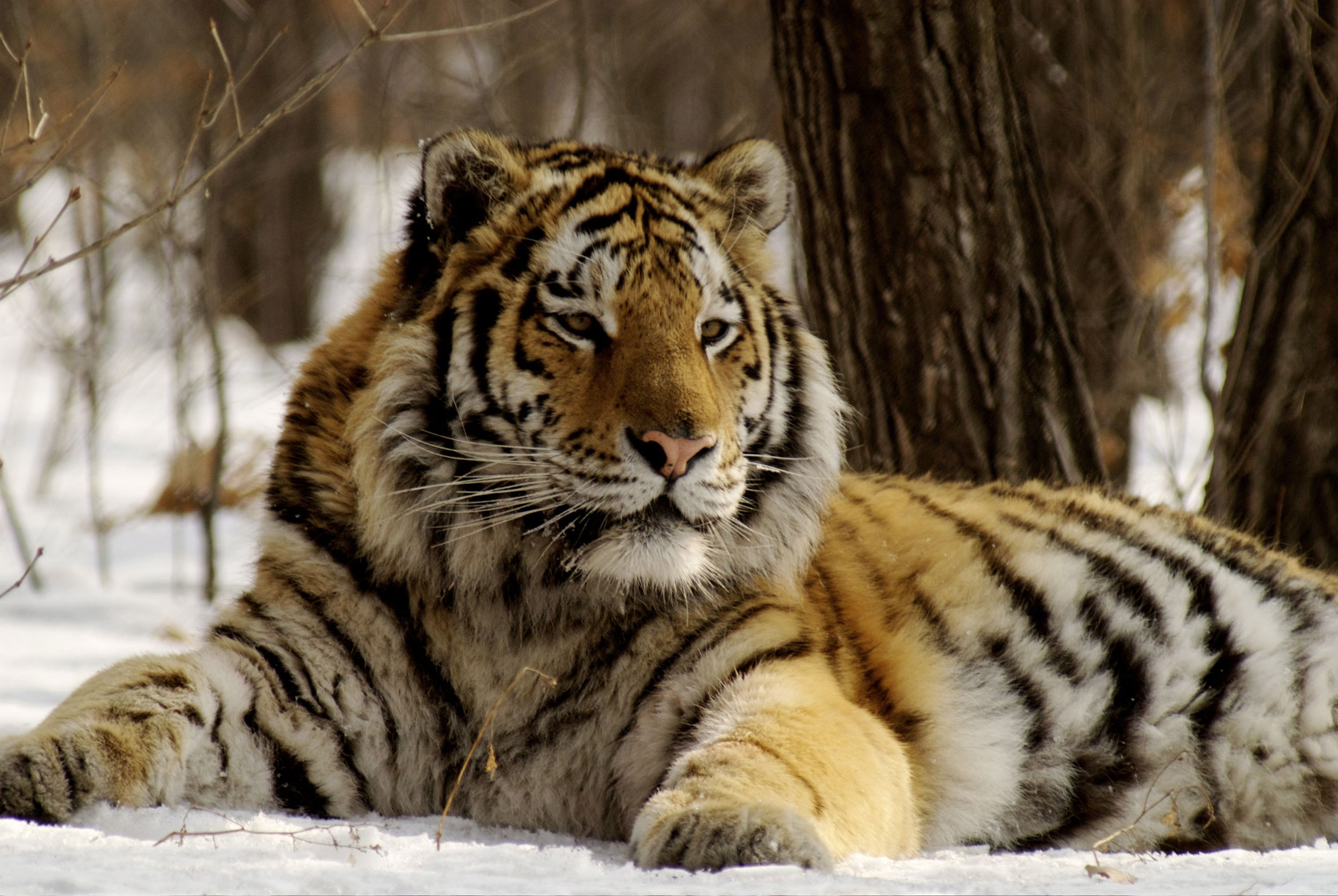 Amba the Russian Tiger