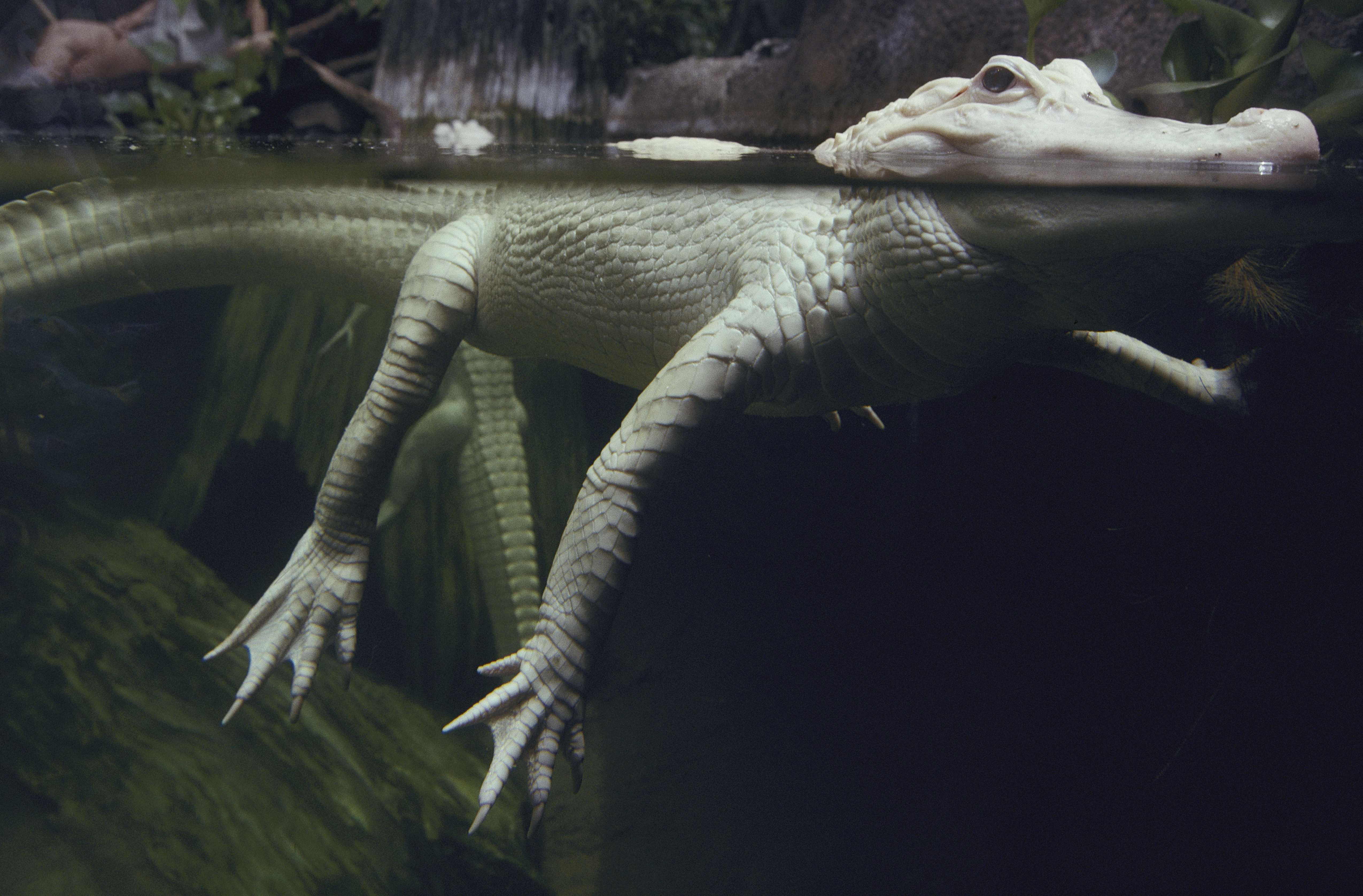 Weird, True & Freaky: Real Monsters