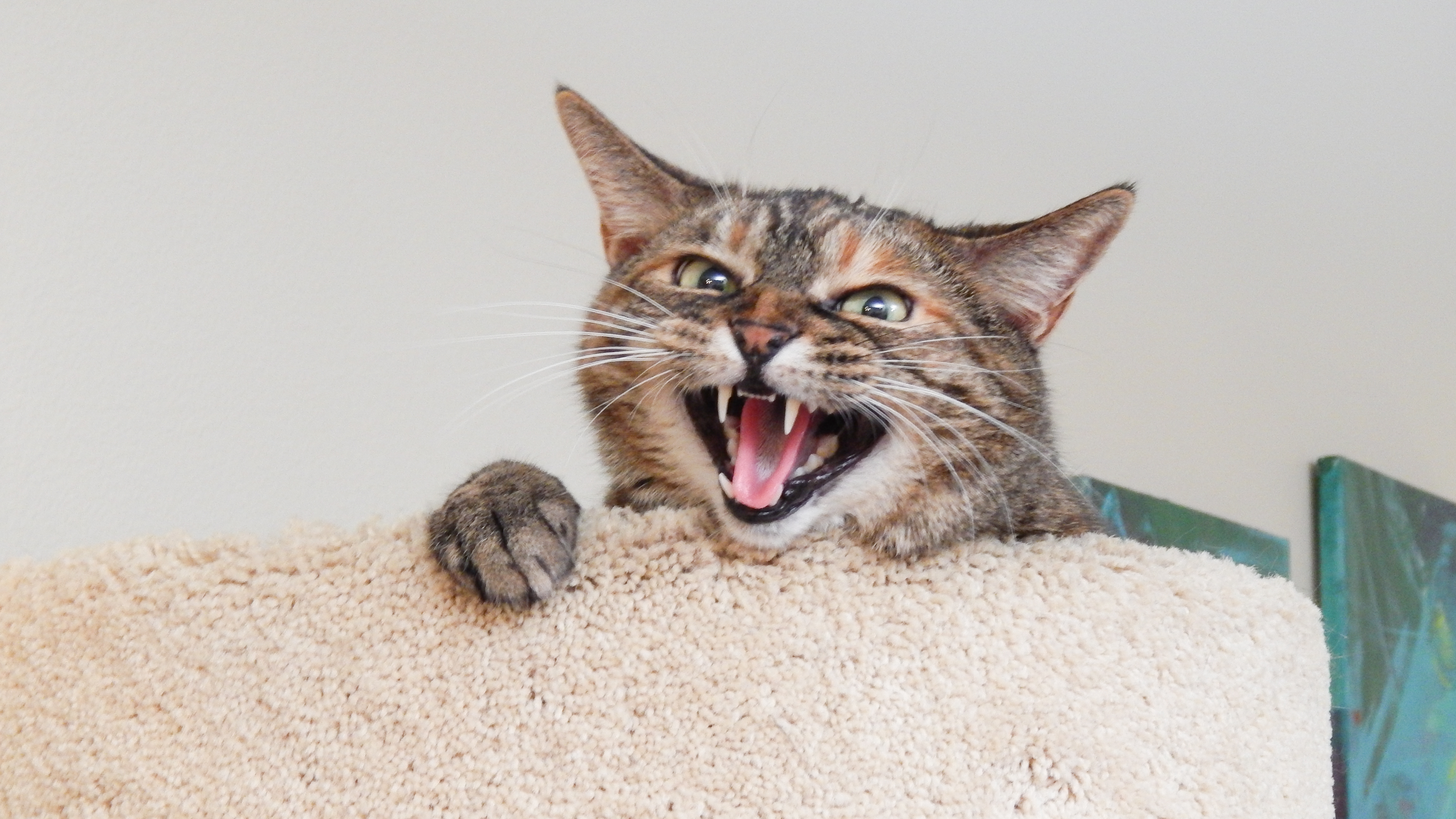 Hungry Like The Wolf