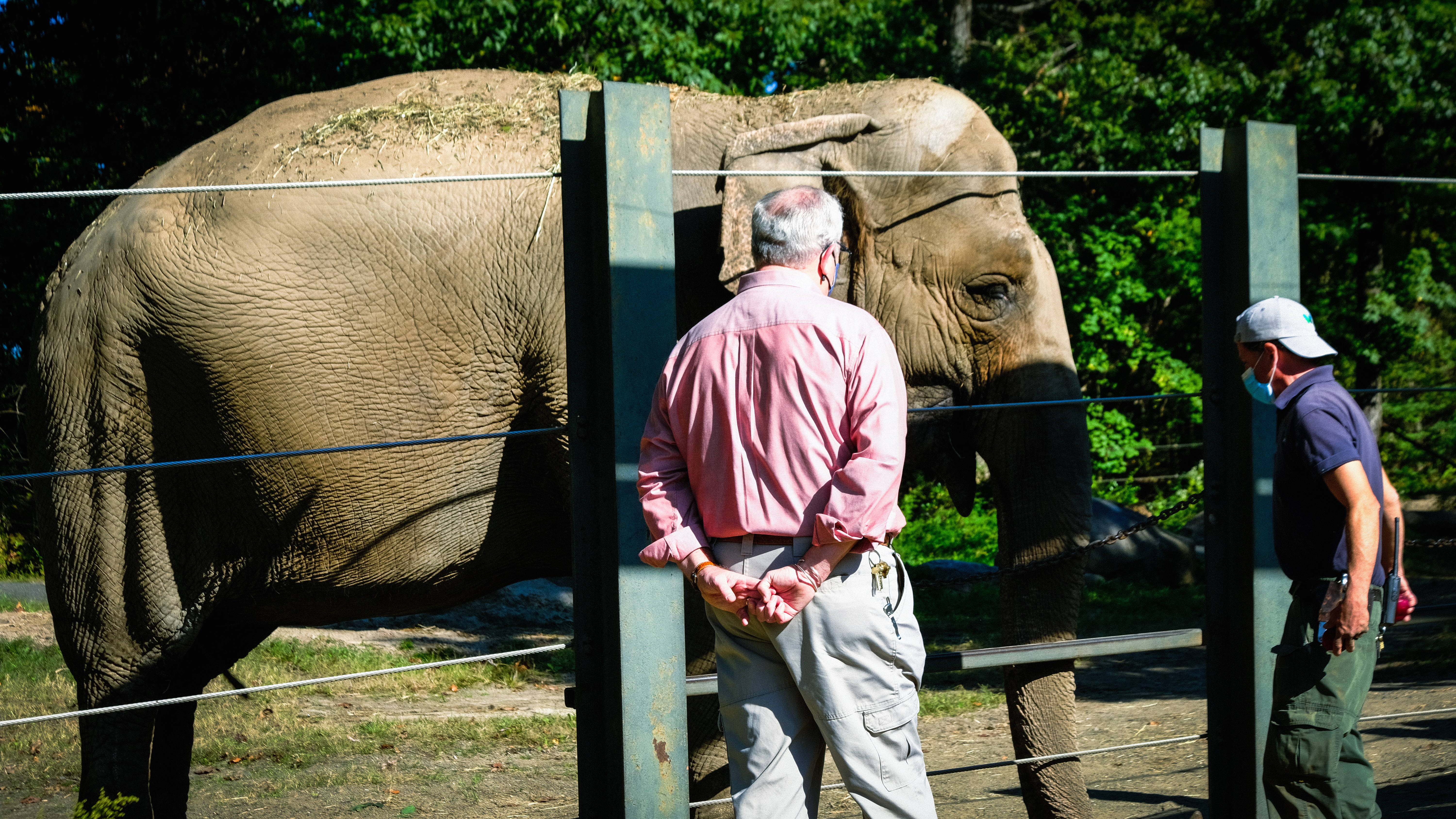 The Elephant Next Door
