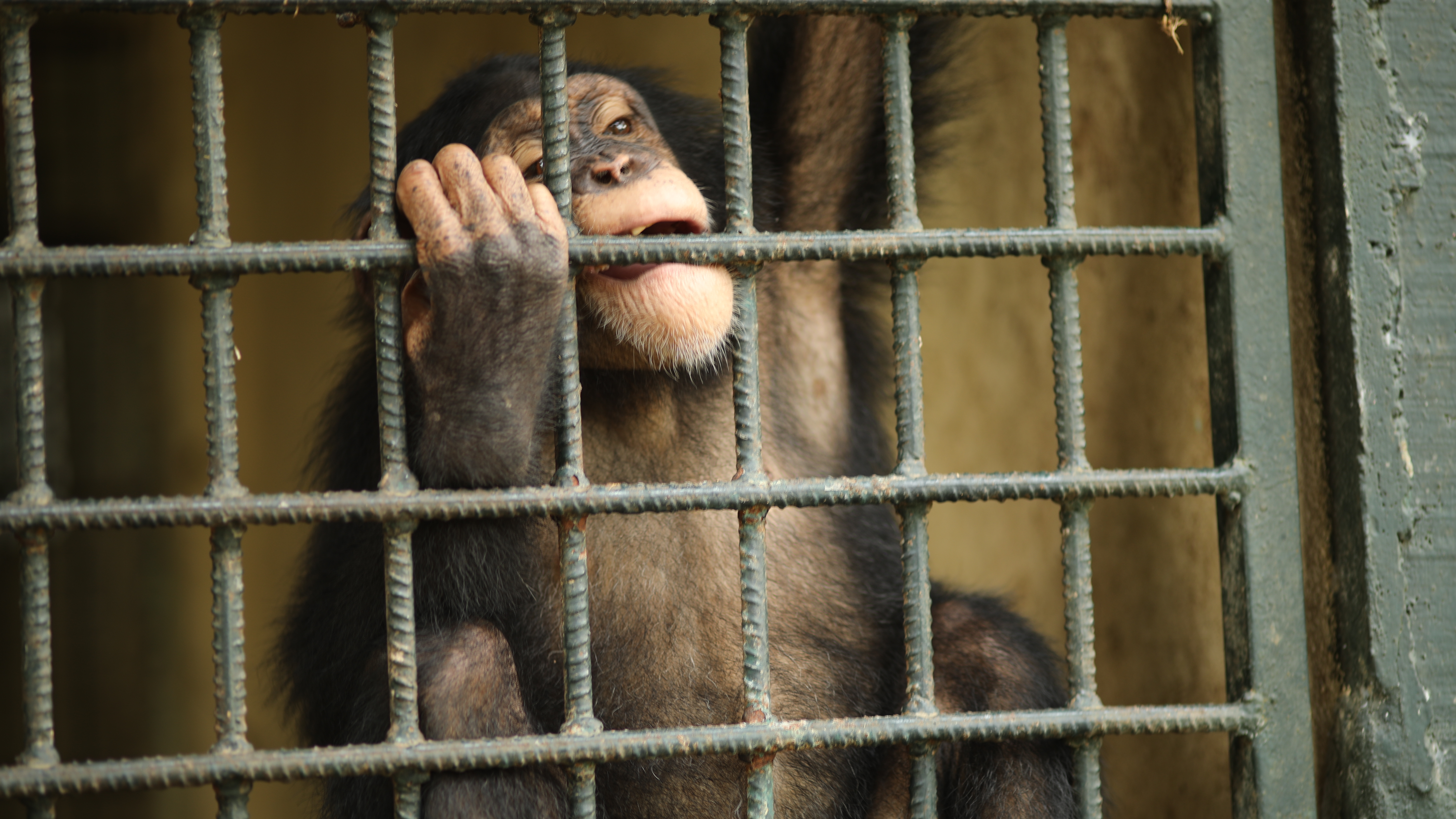 Estelle’s Favourite Chimp