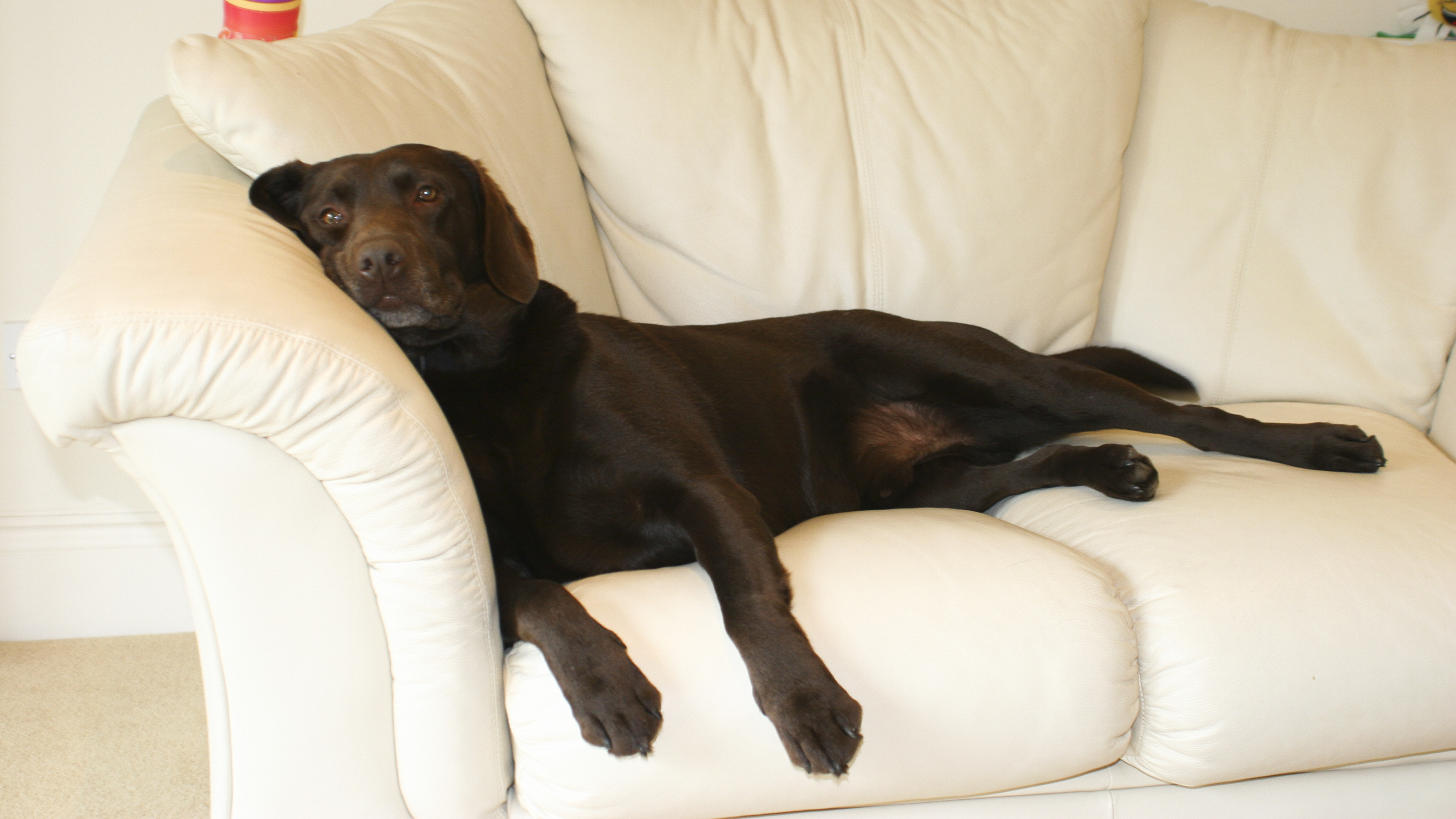 Pampered Pets