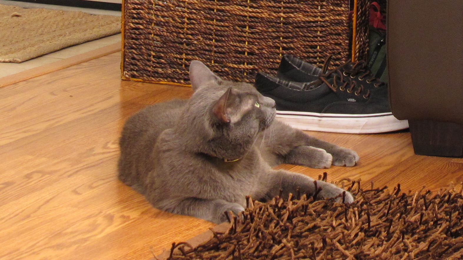 My Cat Is A Bully