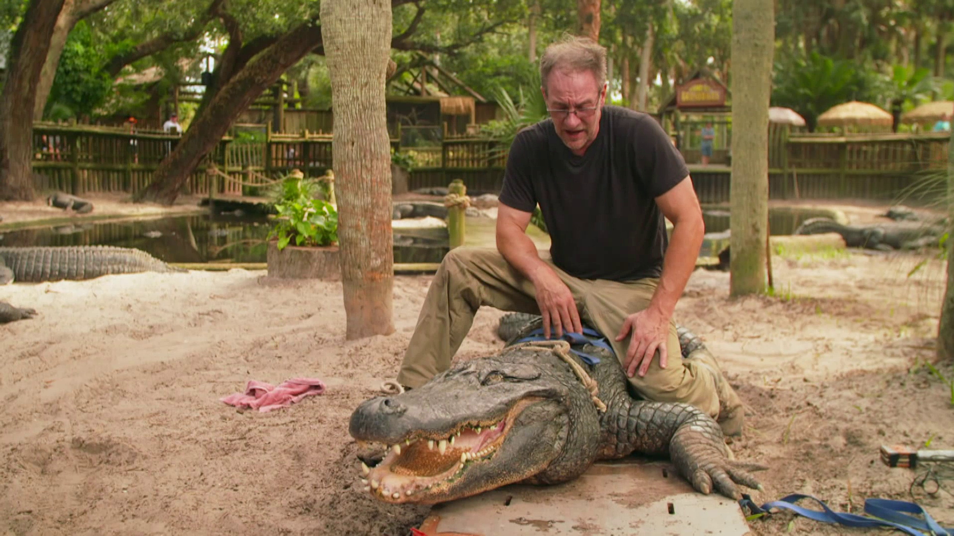 Puppy Dog Tails And Crocodile Jaws