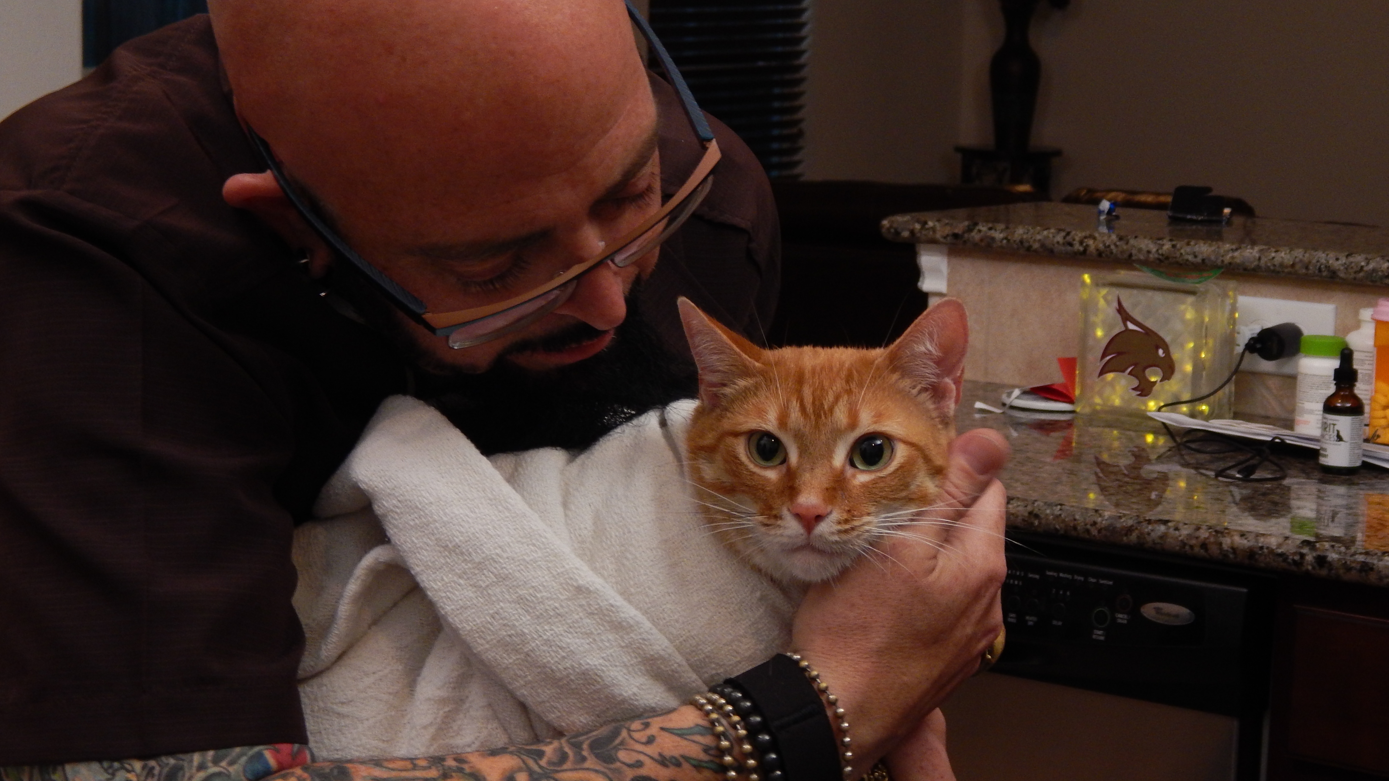 Surprise Attack Cat!