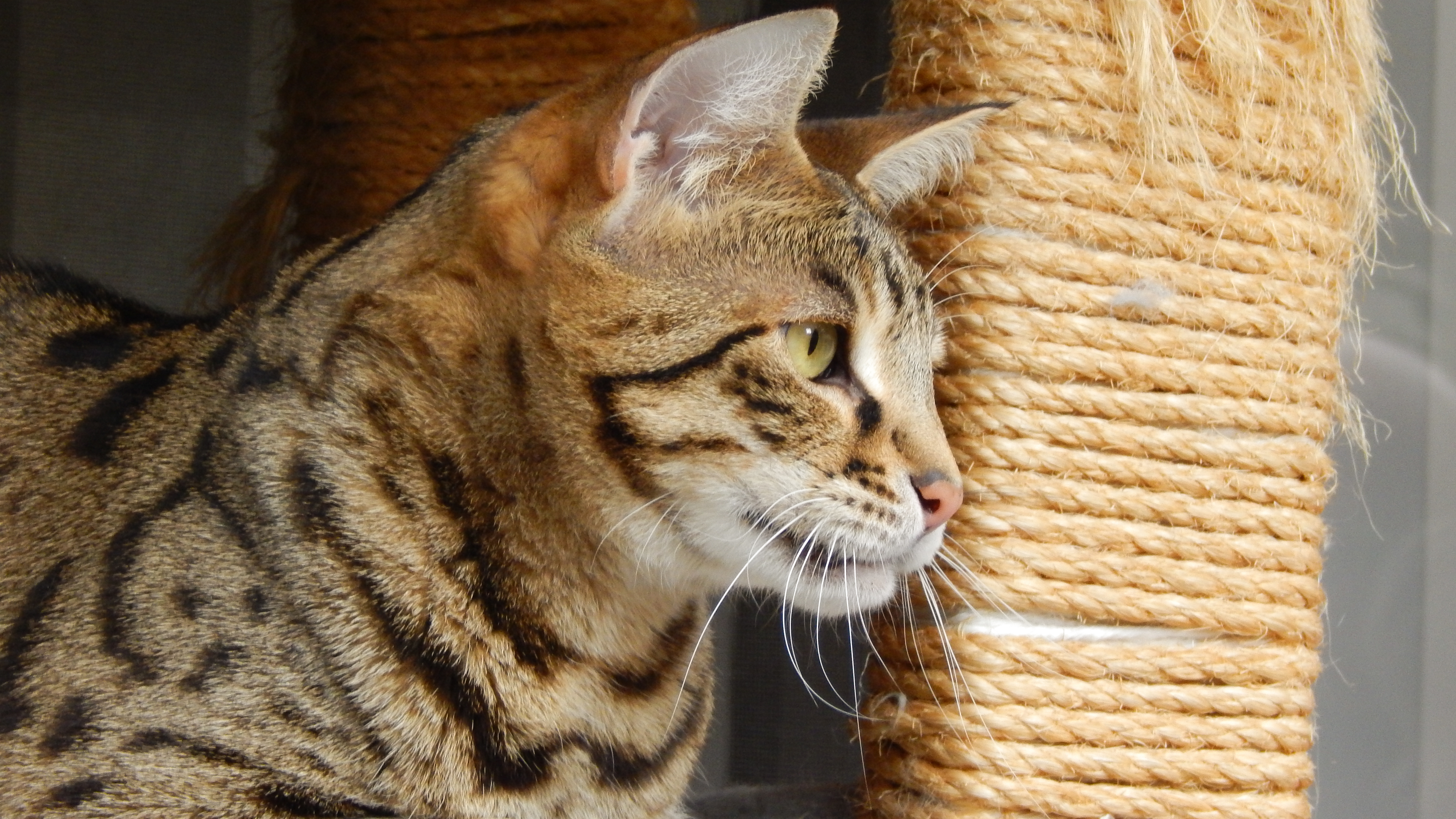 Appetite For Destruction