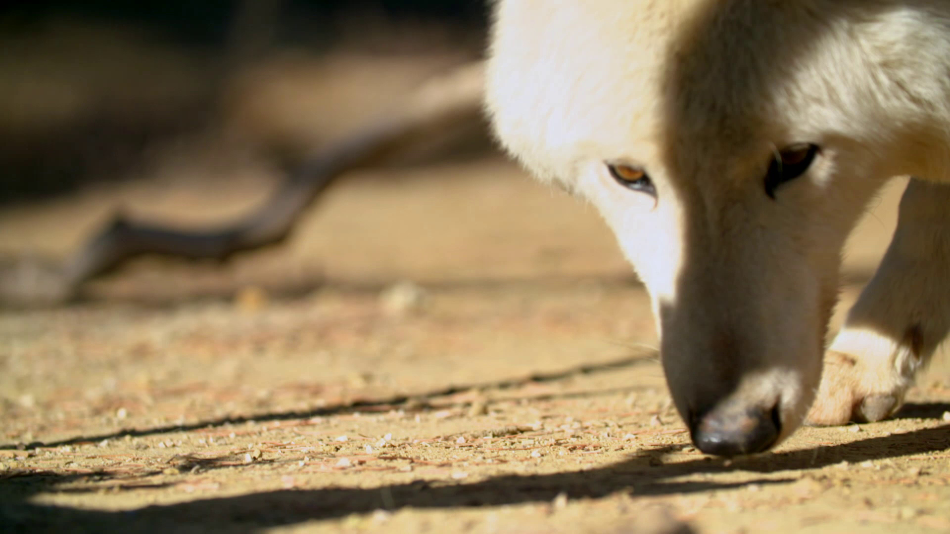 How Do Animals Do That? Episode 15