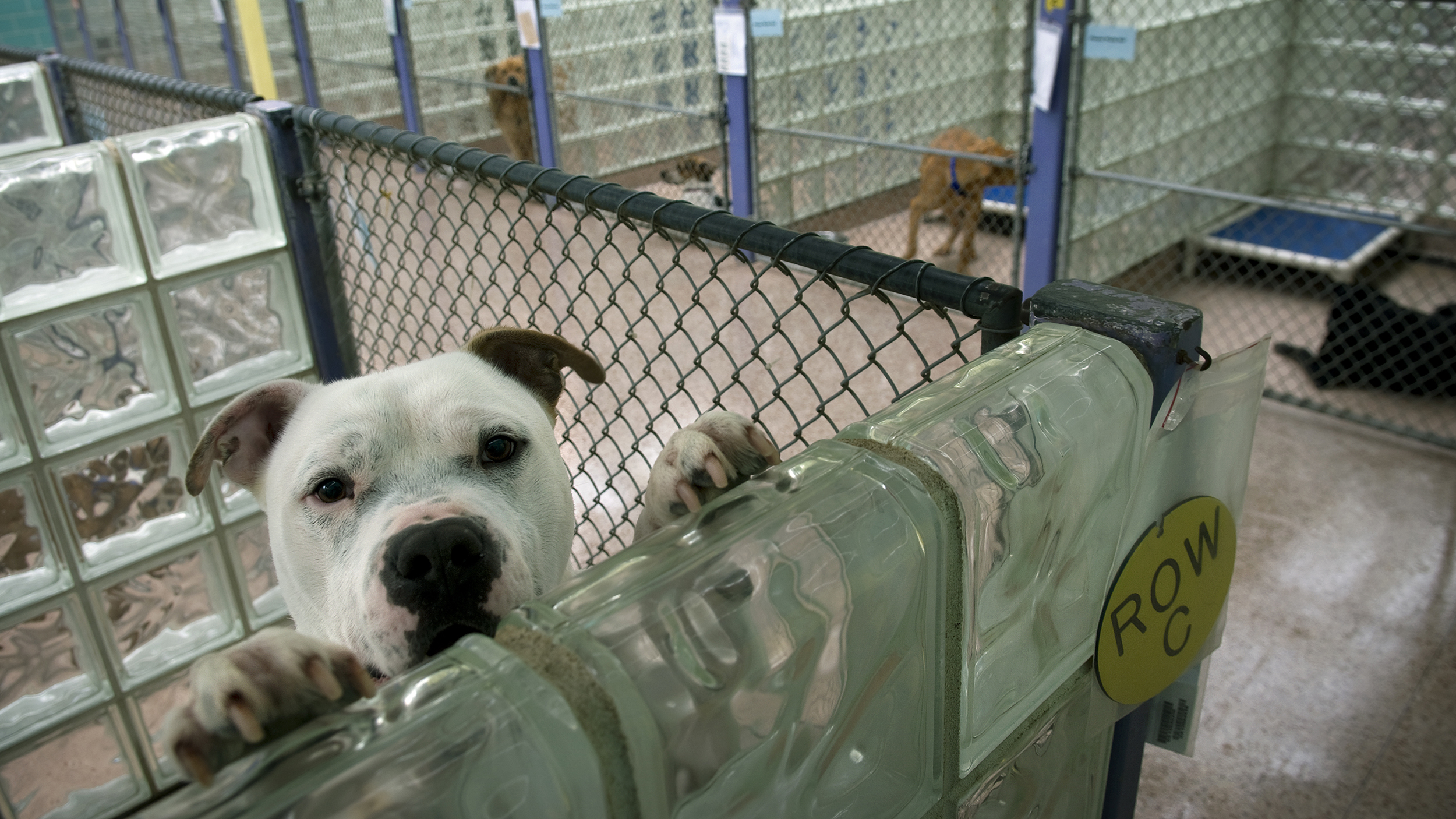 Special Edition: Agents in Training