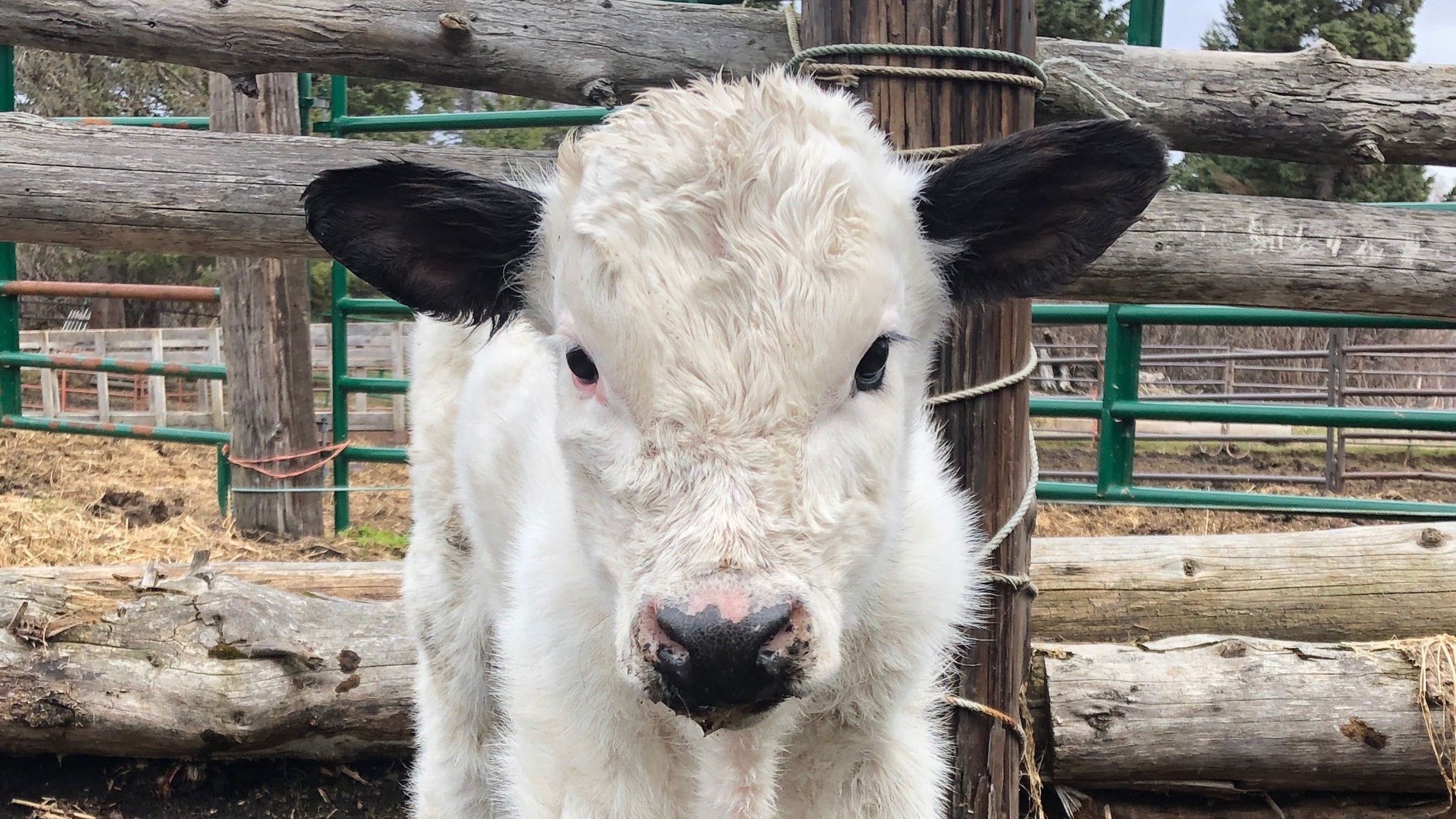 Alaska: The Last Frontier