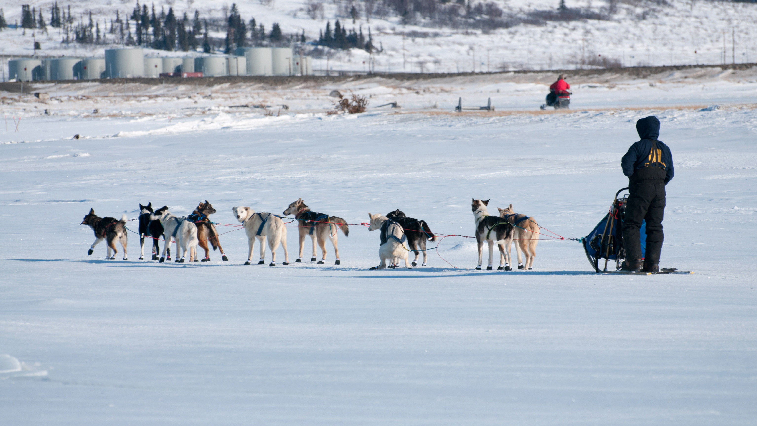 Every Dog Has Its Day